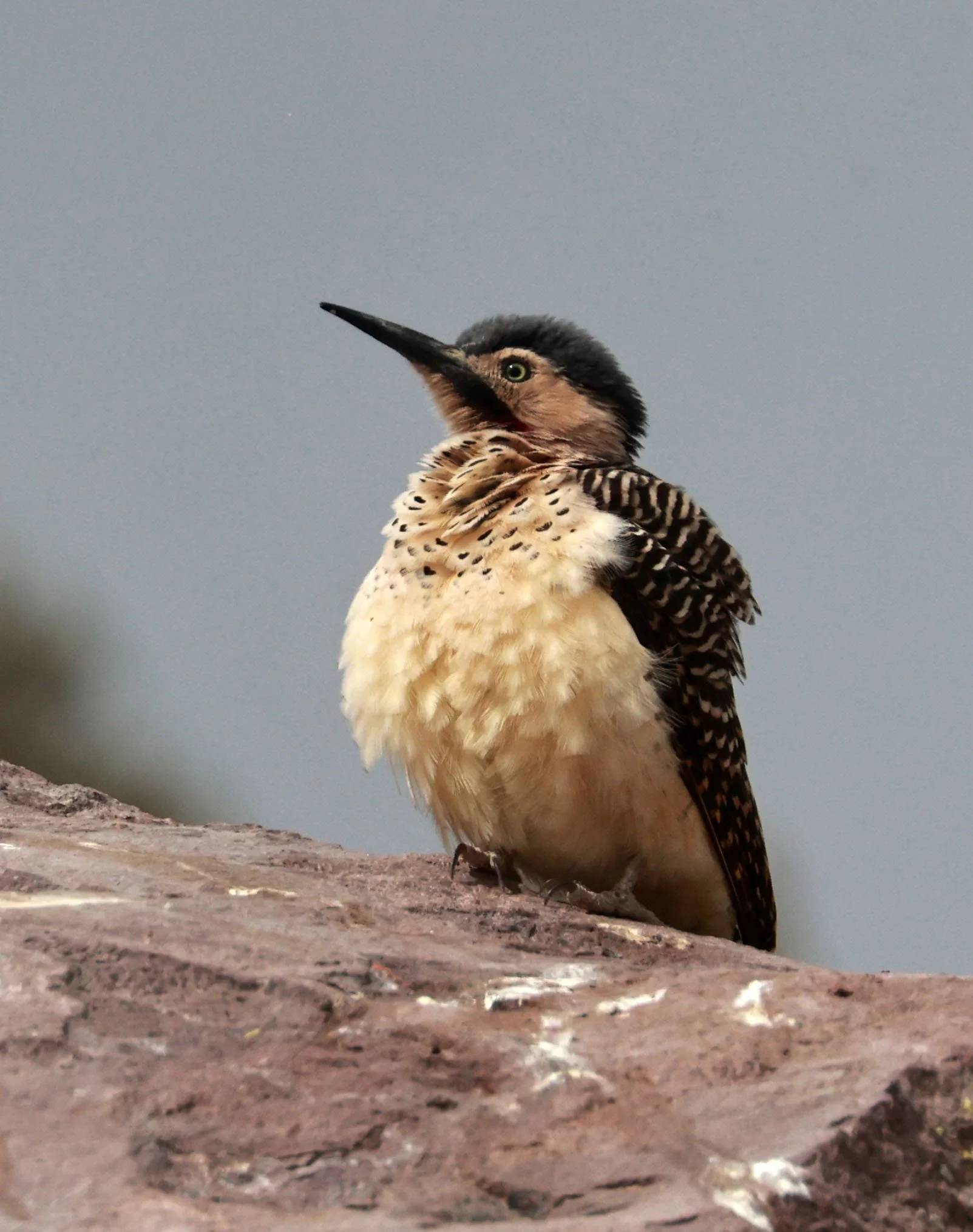Woodpecker - Andean Flicker - Colaptes rupicola - Lauca National Park, Chile (22).jpg