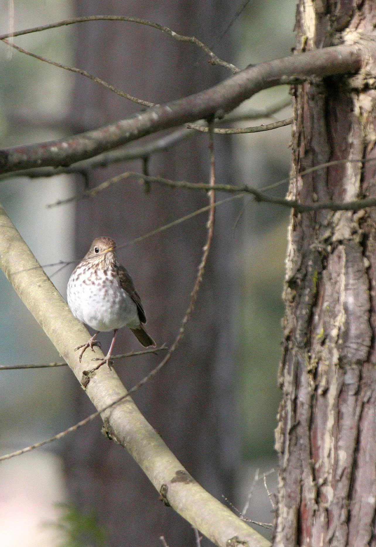 BIRD - THRUSH - SWAINSON'S THRUSH - LAKE FARM WA (5).JPG
