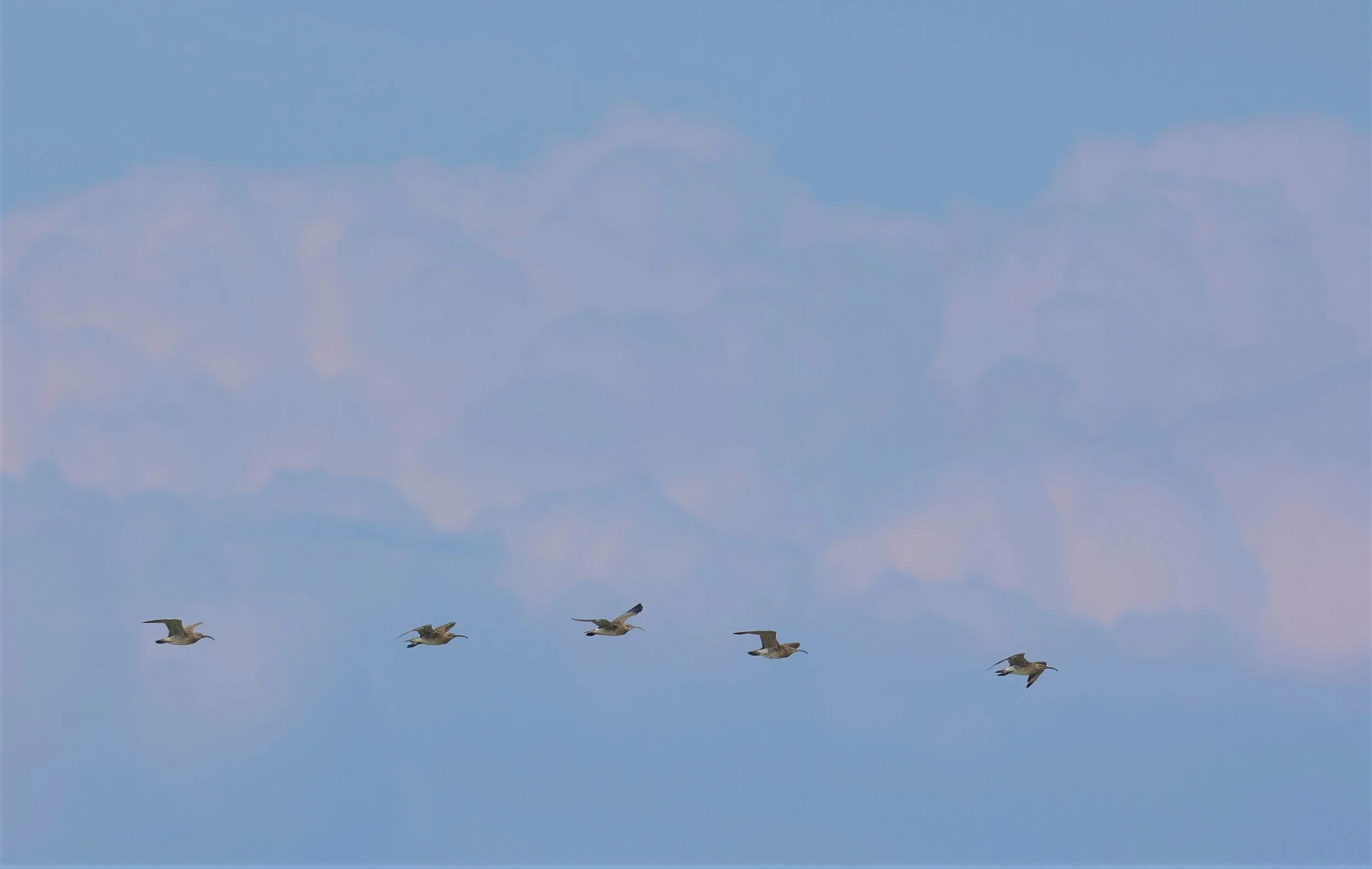 WHIMBREL - Numenius phaeopus - PAK THALE 16 & 19 OCTOBER 2021 (3).jpg