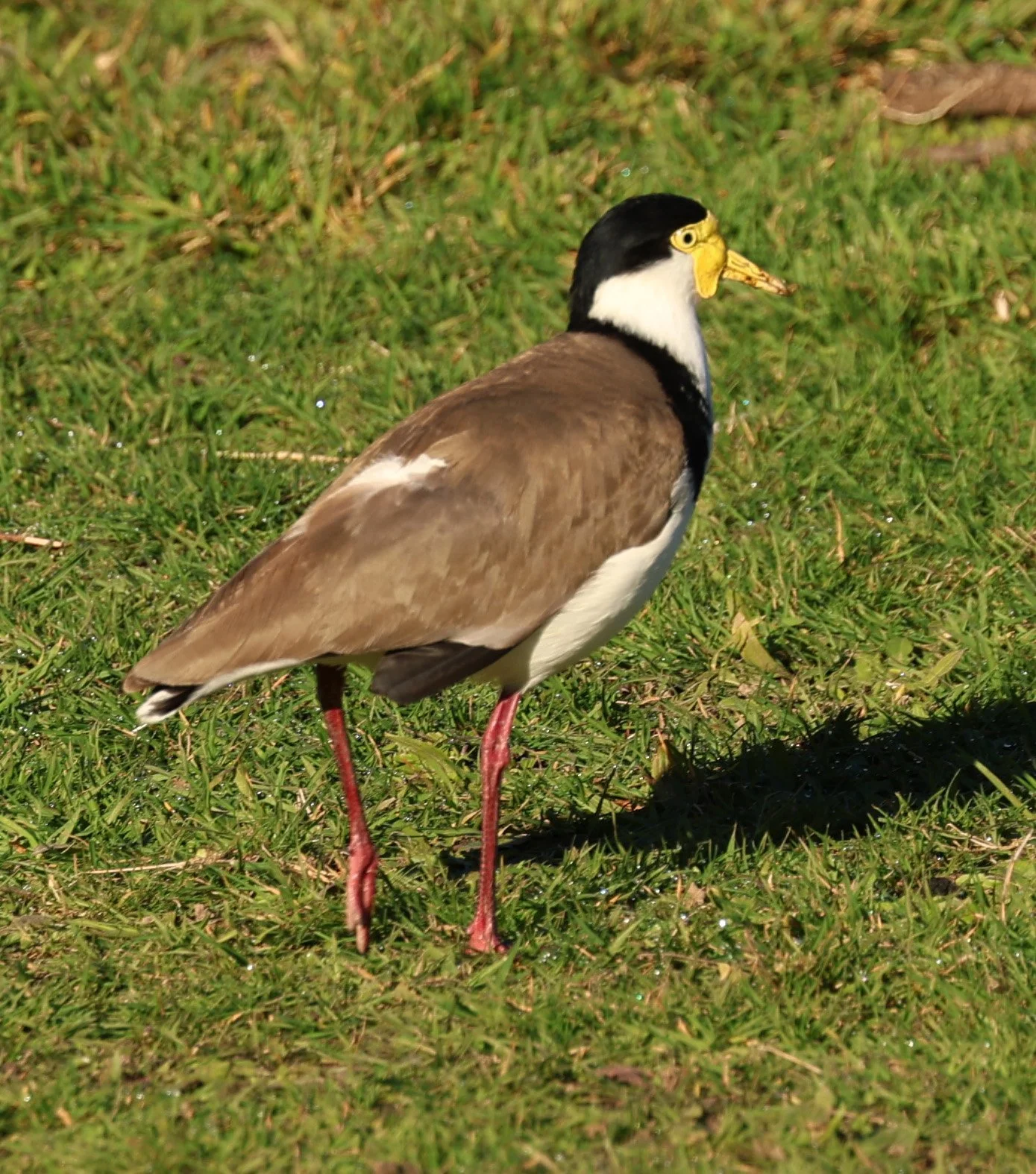 Masked Lapwing (Vanellus miles) Bruny Island - Tasmania (4).jpg