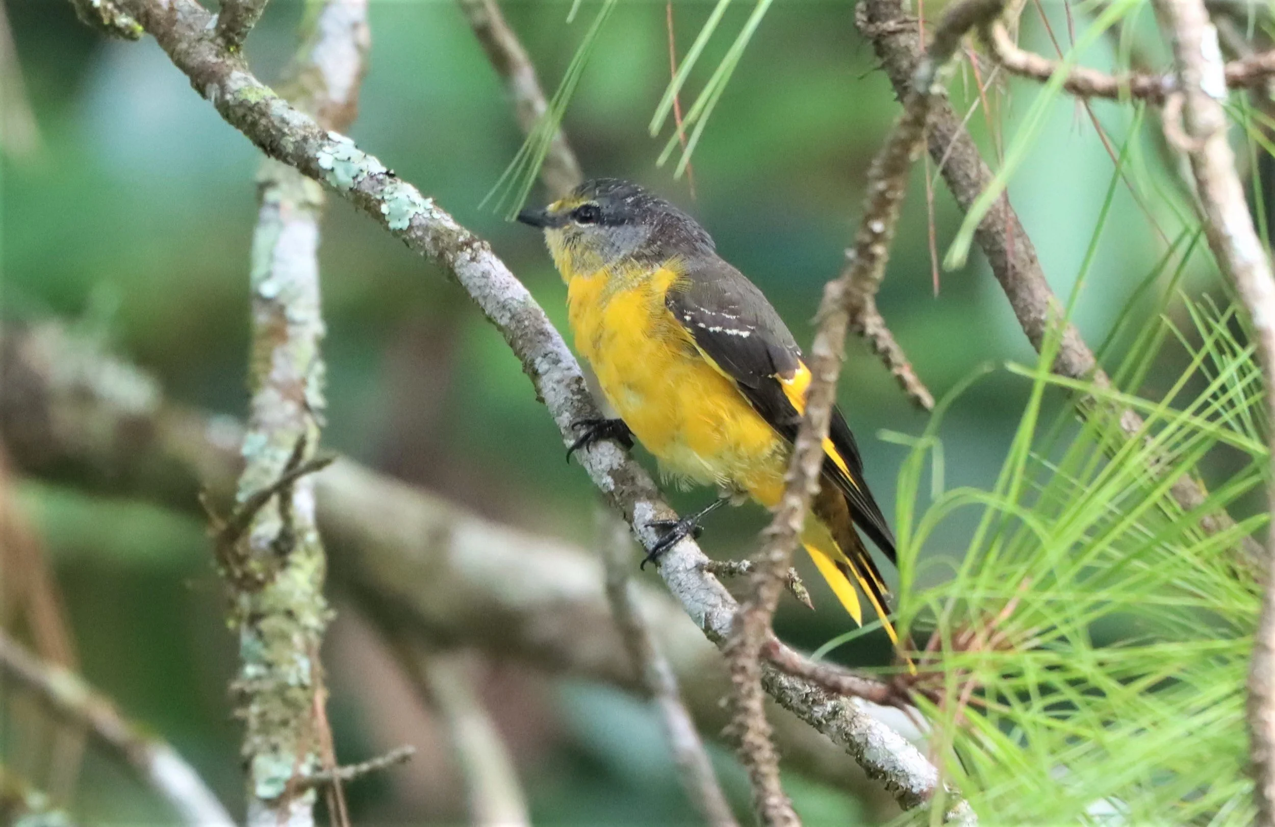 Short-billed Minivet (Pericrocotus brevirostris) Doi Ang Kang Chiang Mai