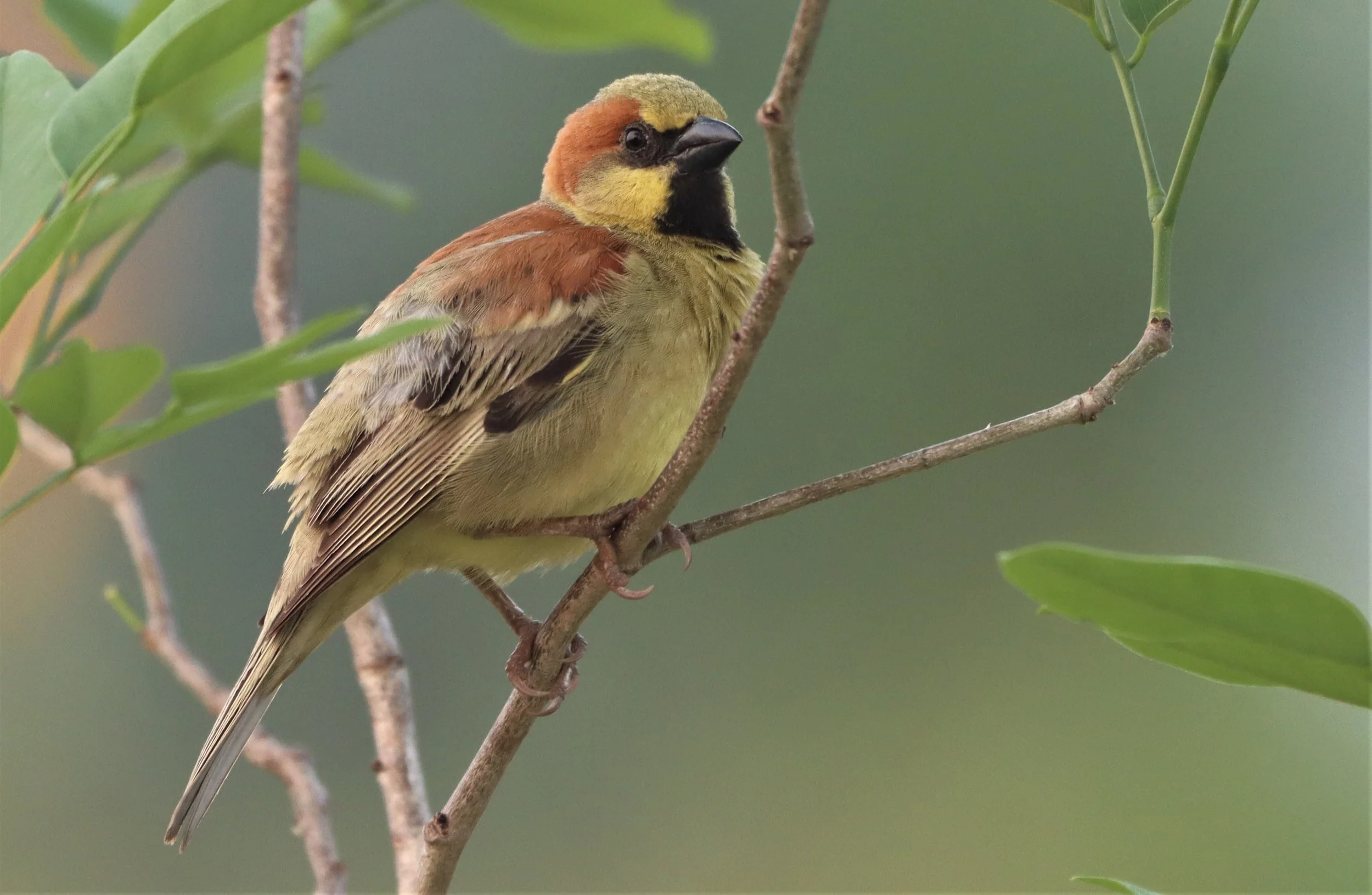 Plain-backed Sparrow (Passer flaveolus) Kabin Buri Wetlands Thailand (1).jpg