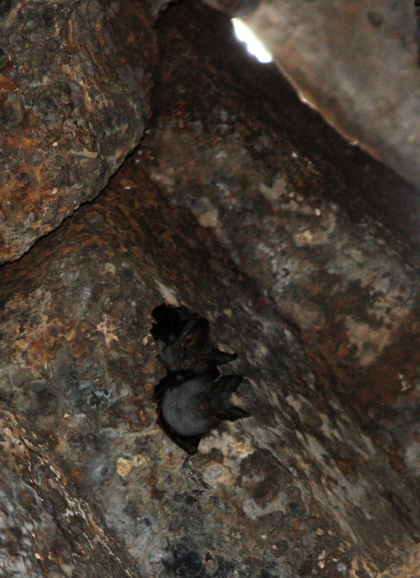 CHIROPTERA - Lesser False-vampire-Megaderma spasma - KOH KER TEMPLE CAMBODIA (11).JPG