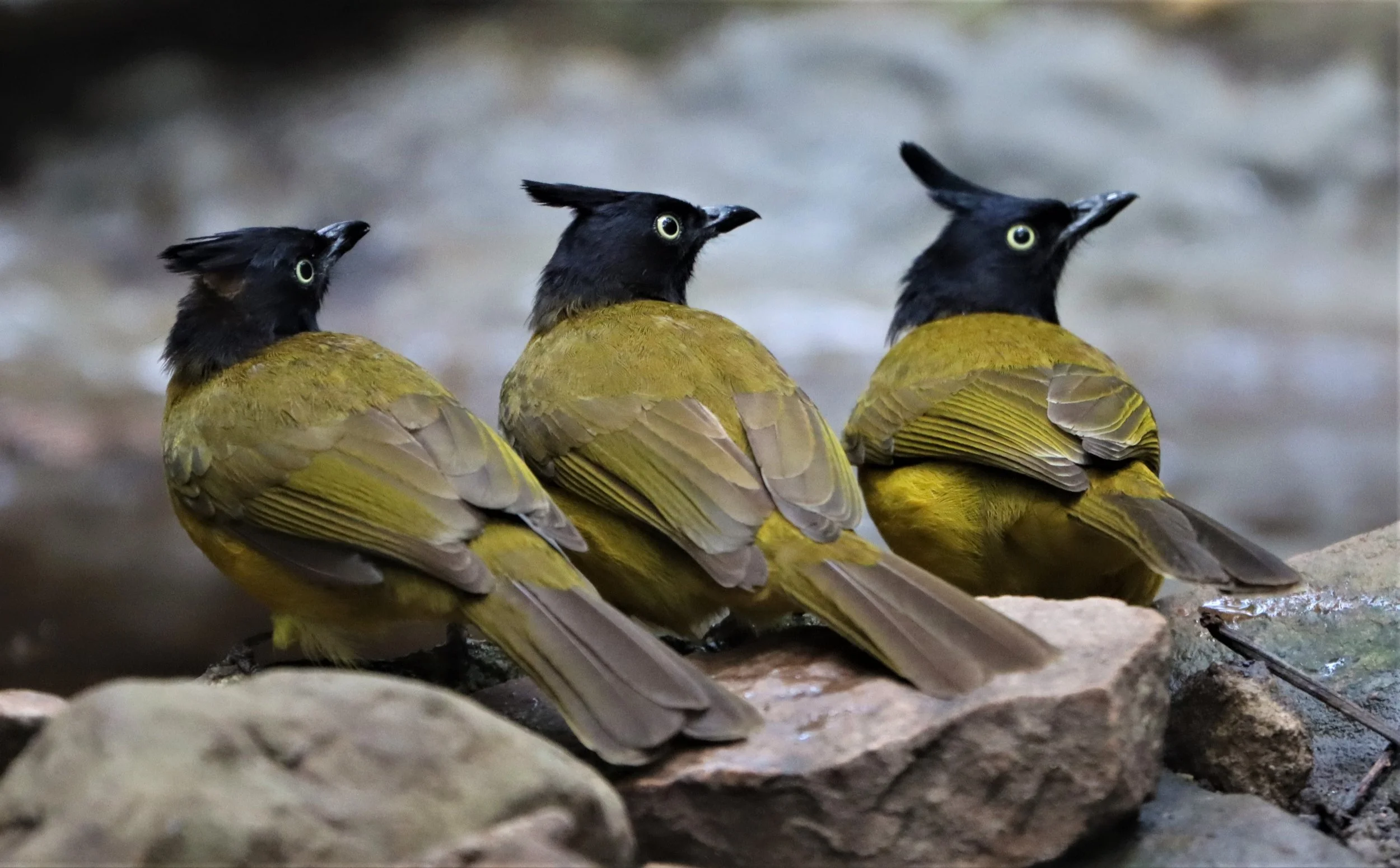 BULBUL - BLACK-CRESTED BULBUL - Pycnonotus melanicterus - KAENG KRACHAN NP THAILAND (27).jpg