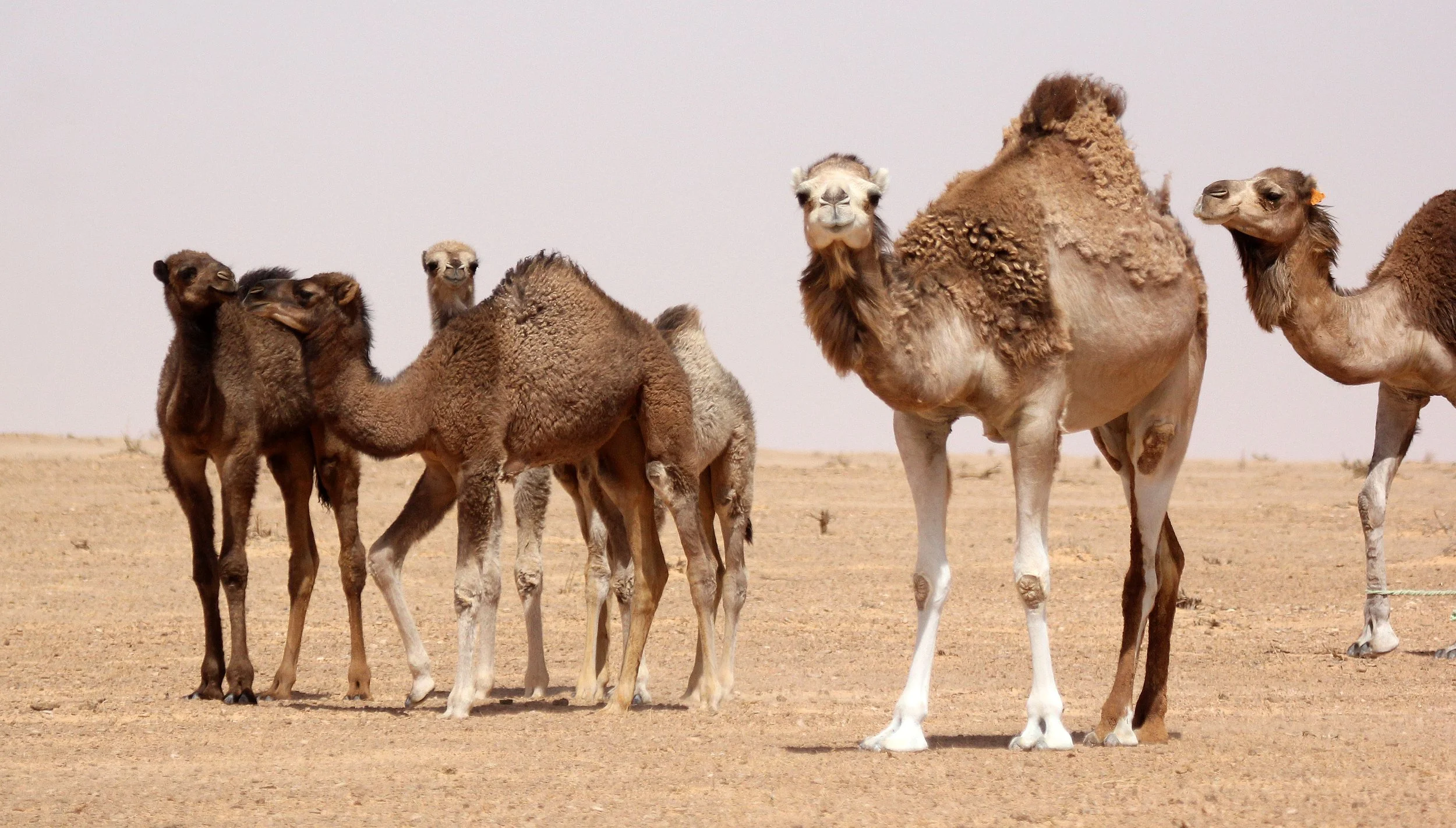 Camelus dromedarius - DROMEDARY - JEBIL NATIONAL PARK TUNISIA (30).JPG
