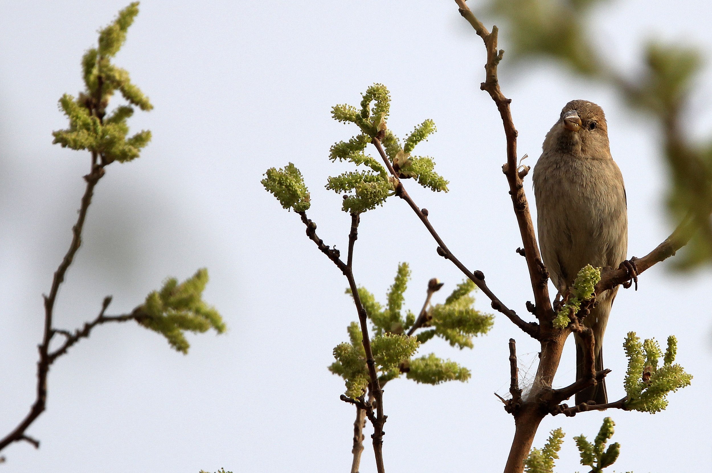 Spanish Sparrow (Passer hispaniolensis) Turpan Xinjiang China (18).JPG