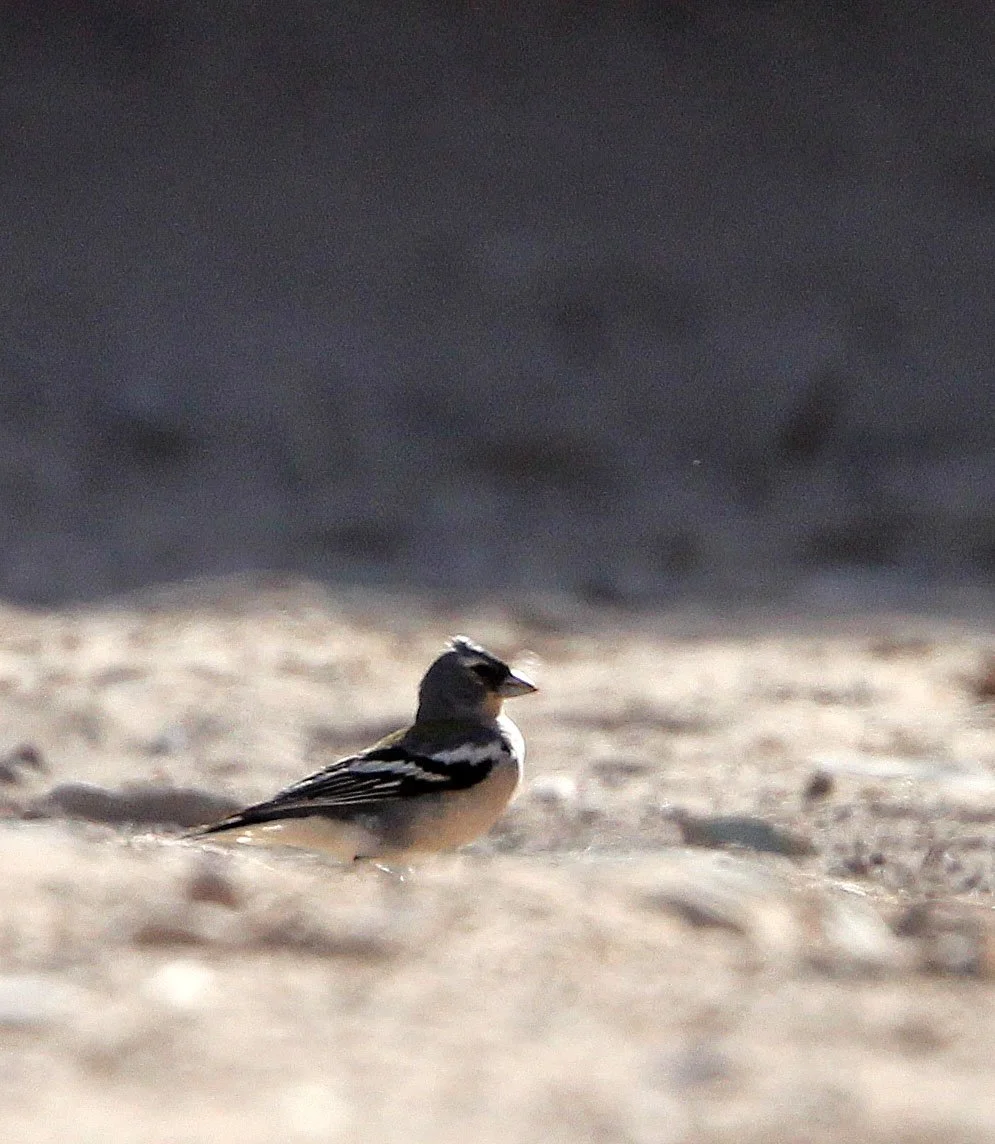 Chaffinch (Fringilla coelebs) Bouhedma NP, Tunisia.JPG