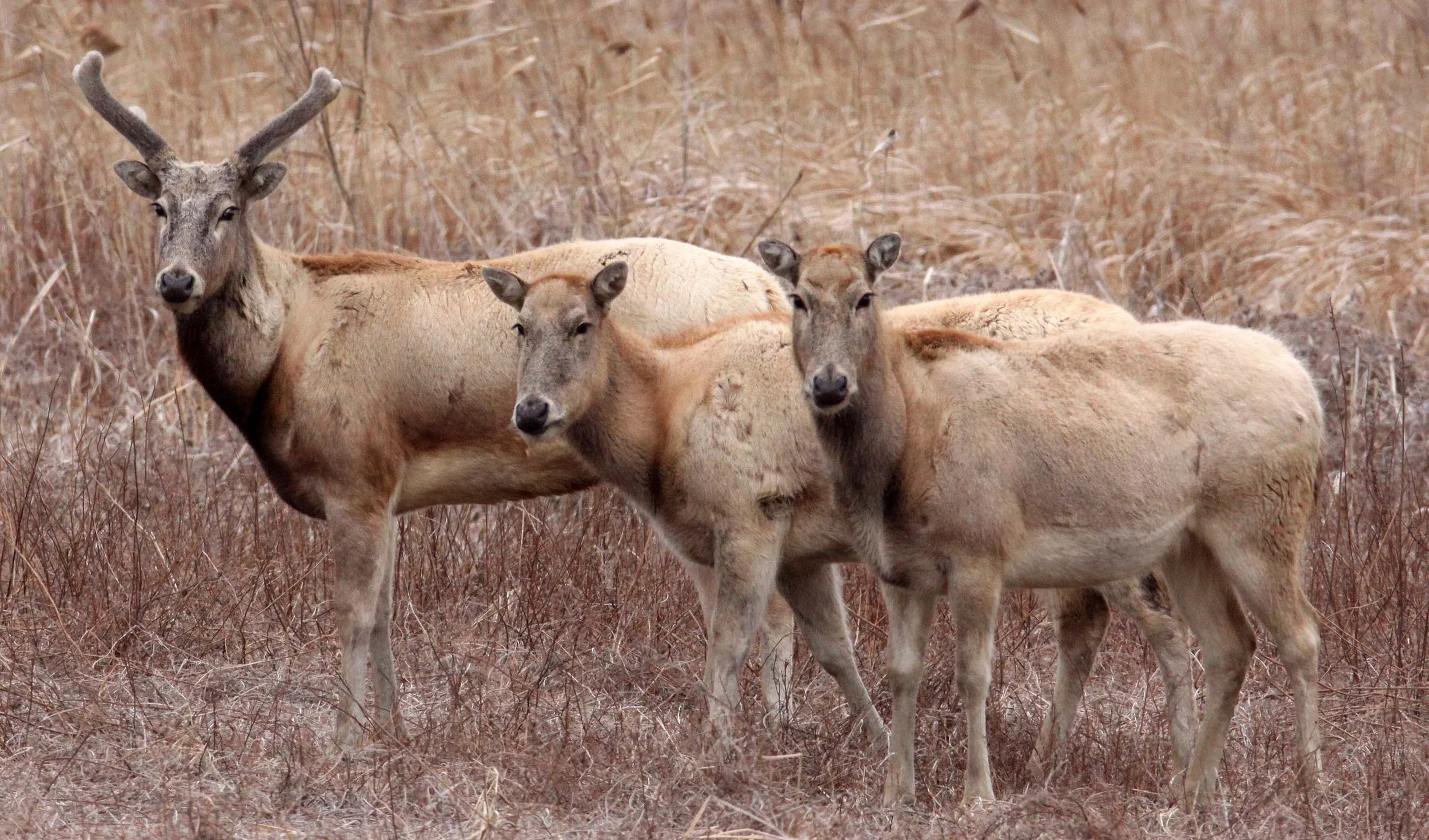 Elaphurus davidianus - PERE DAVID'S DEER- YANCHENG CHINA (24).JPG
