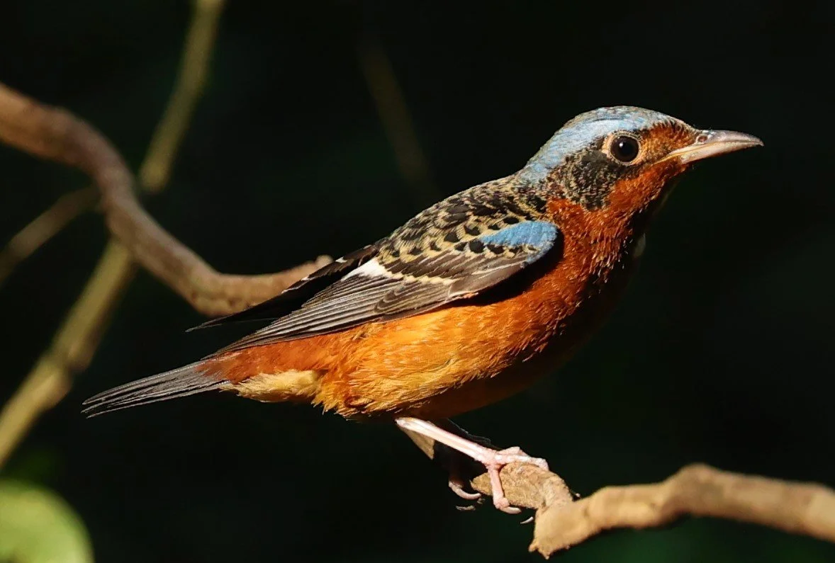 ROCK-THRUSH - WHITE-THROATED ROCK-THRUSH - Monticola gularis - WAT THAM PRATHUM CHONBURI JAN 30 2022 (33).jpg