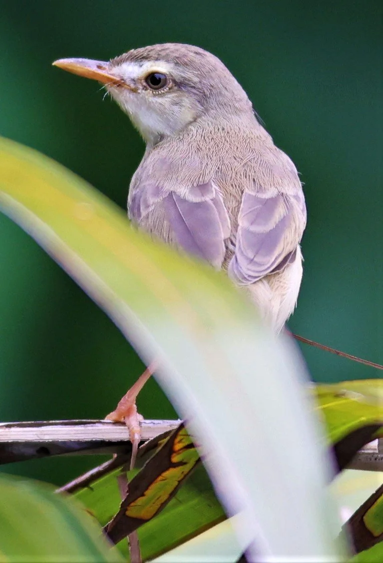 PRINIA - PLAIN PRINIA - Prinia inornata - BANG PU FOREST PARK 25 SEP 2021 (3).jpg