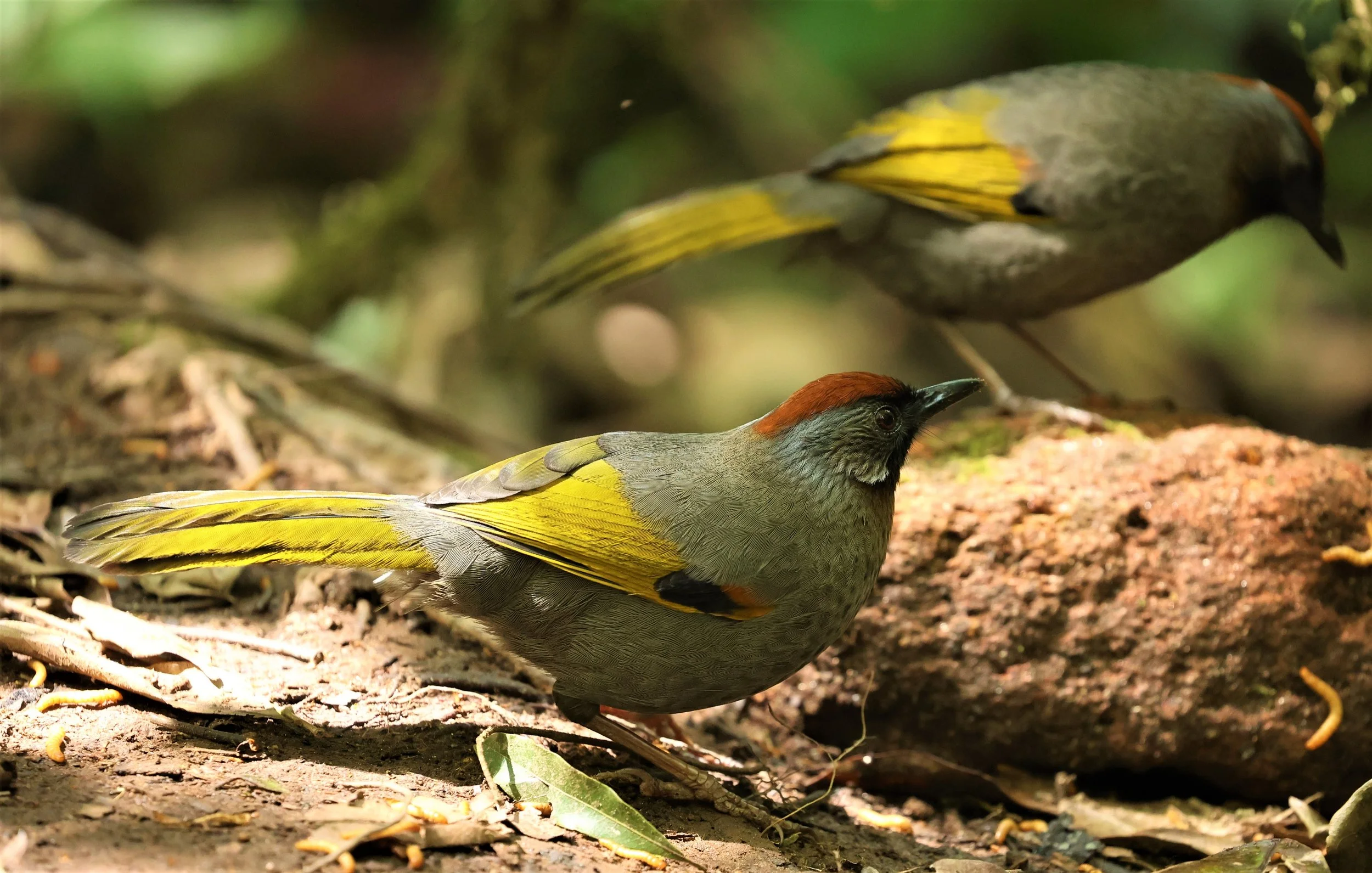 LAUGHINGTHRUSH - SILVER-EARED LAUGHINGTHRUSH - Trochalopteron melanostigma -DOI PHA HOM POK NP DOI LANG EAST FEB 2022 (10).jpg