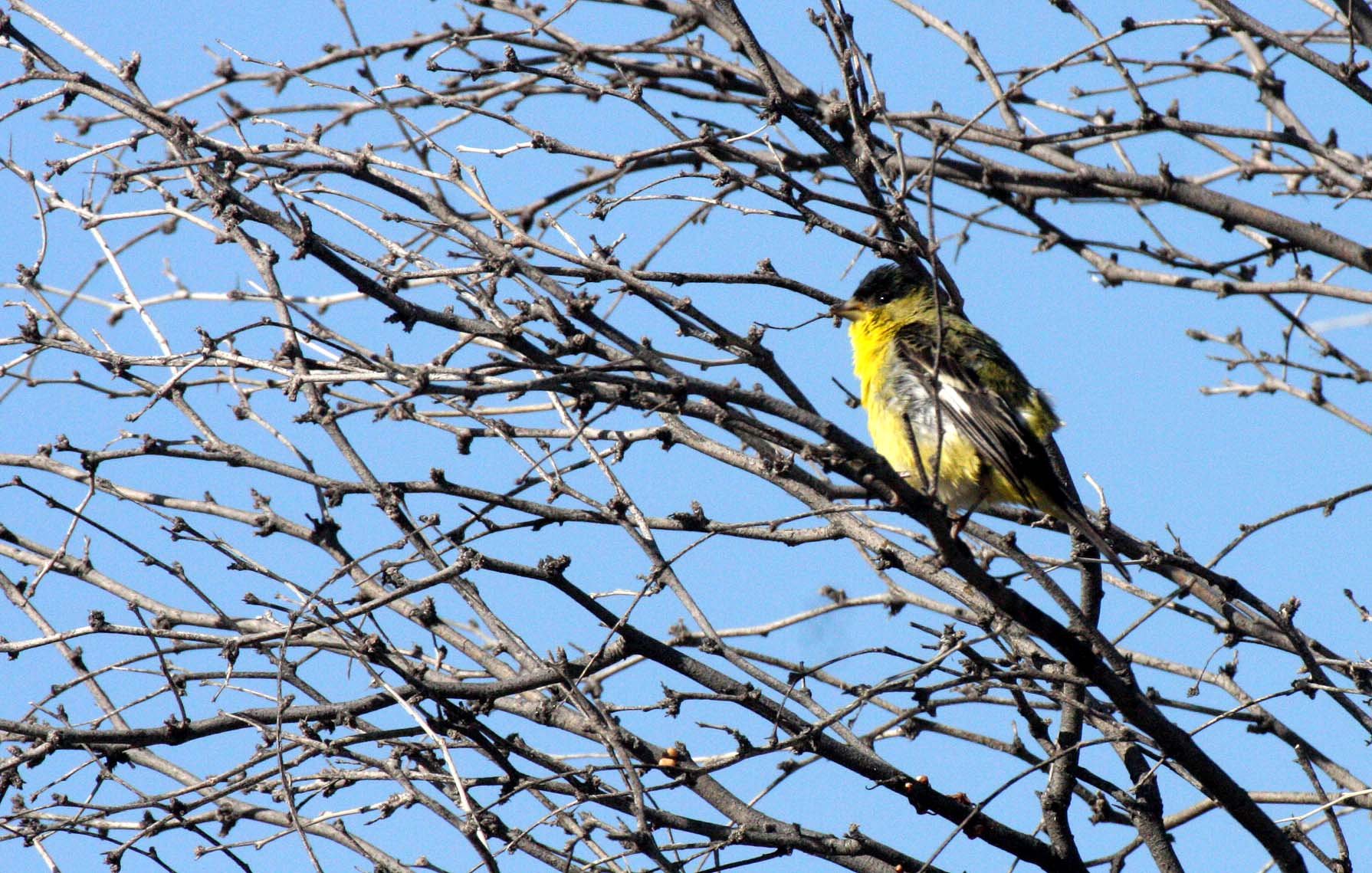 Lesser Goldfinch (Spinus psaltria) Catavina Desert, Baja Mexico (12).JPG