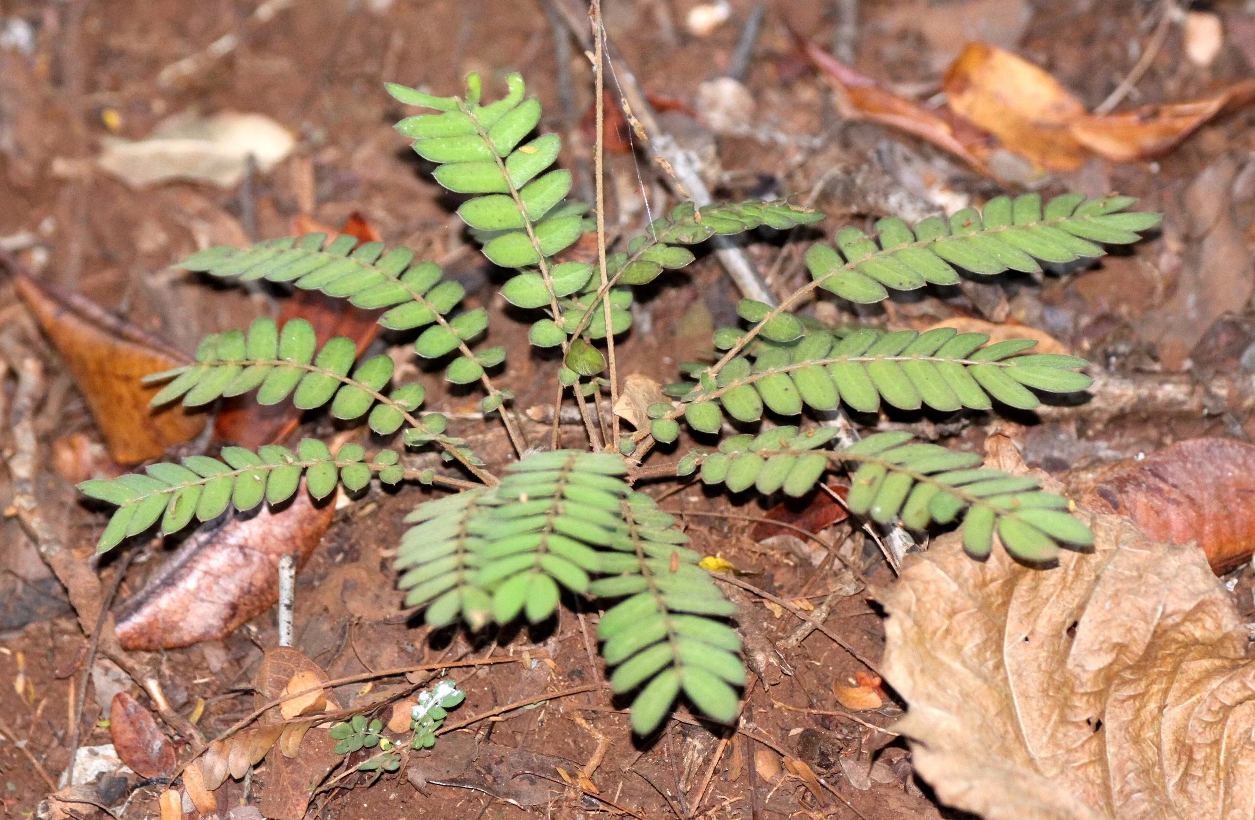 PLANT - SPECIES - ANKARANA NATIONAL PARK MADAGASCAR (14).JPG
