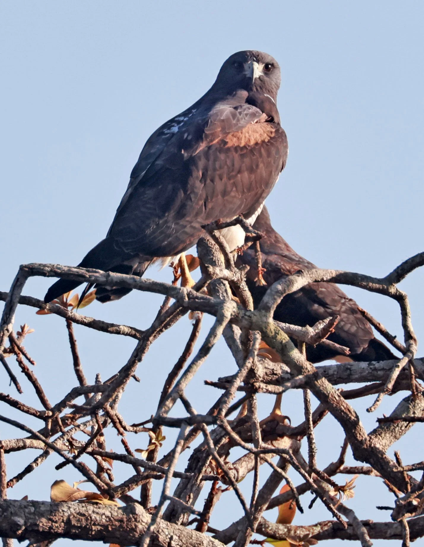 Hawk - White-tailed Hawk - Geranoaetus albicaudatus - Emas National Park, Goias State, Brazil (7).jpg