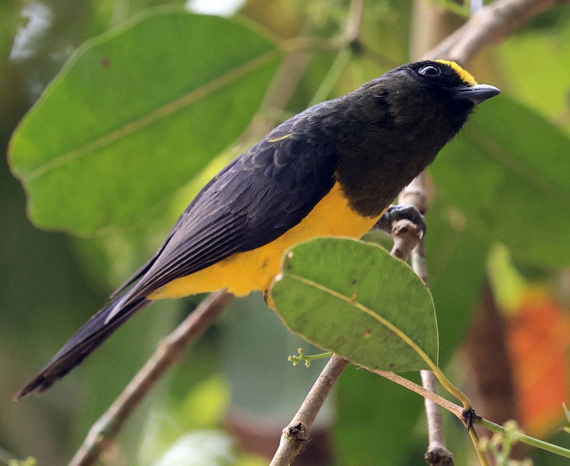 Sultan Tit (Melanochlora sultanea) Kaeng Krachan National Park ESS Expedition 2026(31).jpg