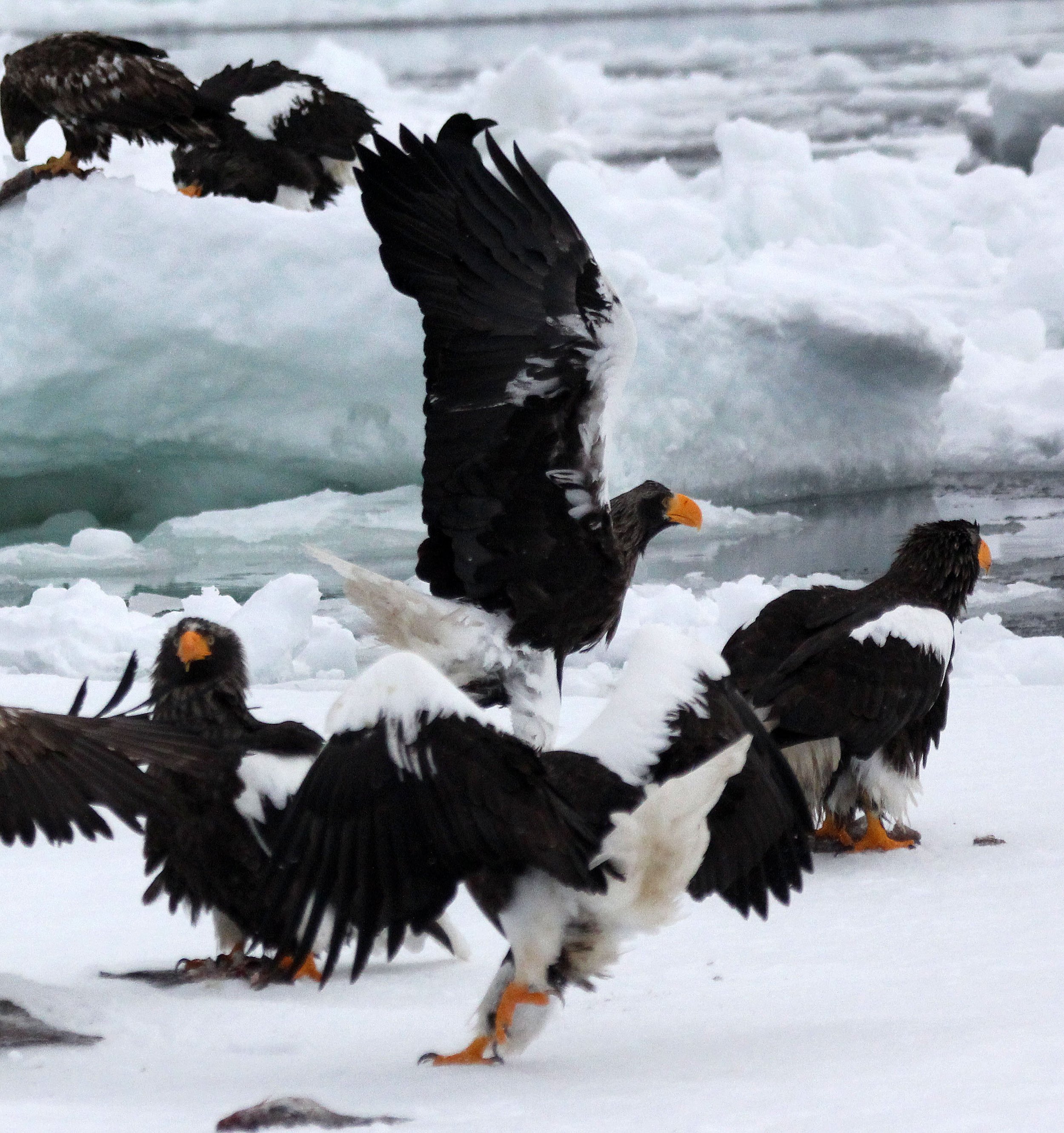 BIRD - EAGLE - STELLER'S SEA EAGLE - RAUSU, SHIRETOKO PENINSULA, HOKKAIDO JAPAN (186).JPG