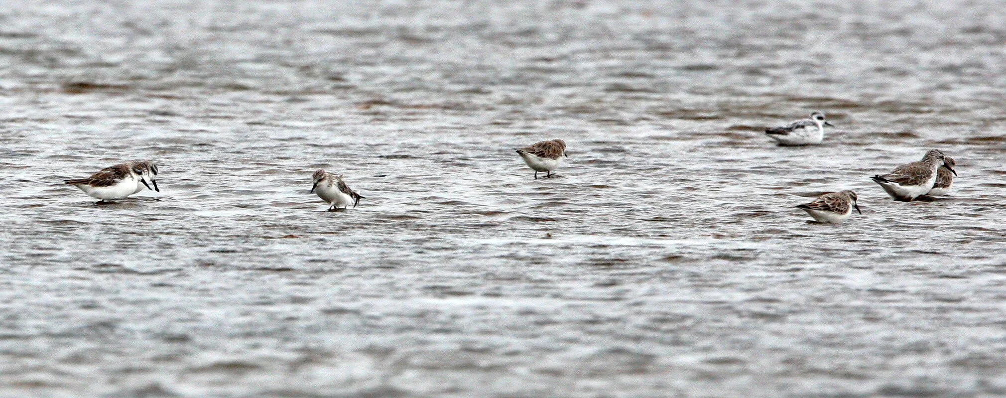 SANDPIPER - SPOON-BILLED SANDPIPER - Calidris pygmeus - PAK THALE PETCHABURI PROVINCE THAILAND (60).JPG