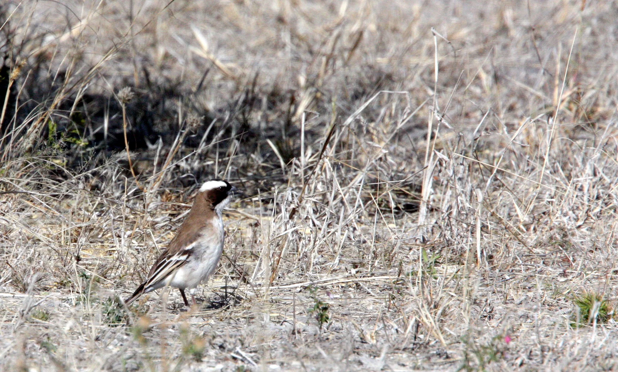 White-browed Sparrow-weaver (Plocepasser mahali) Eastern Botswana, Maghadigadi NP (1).JPG
