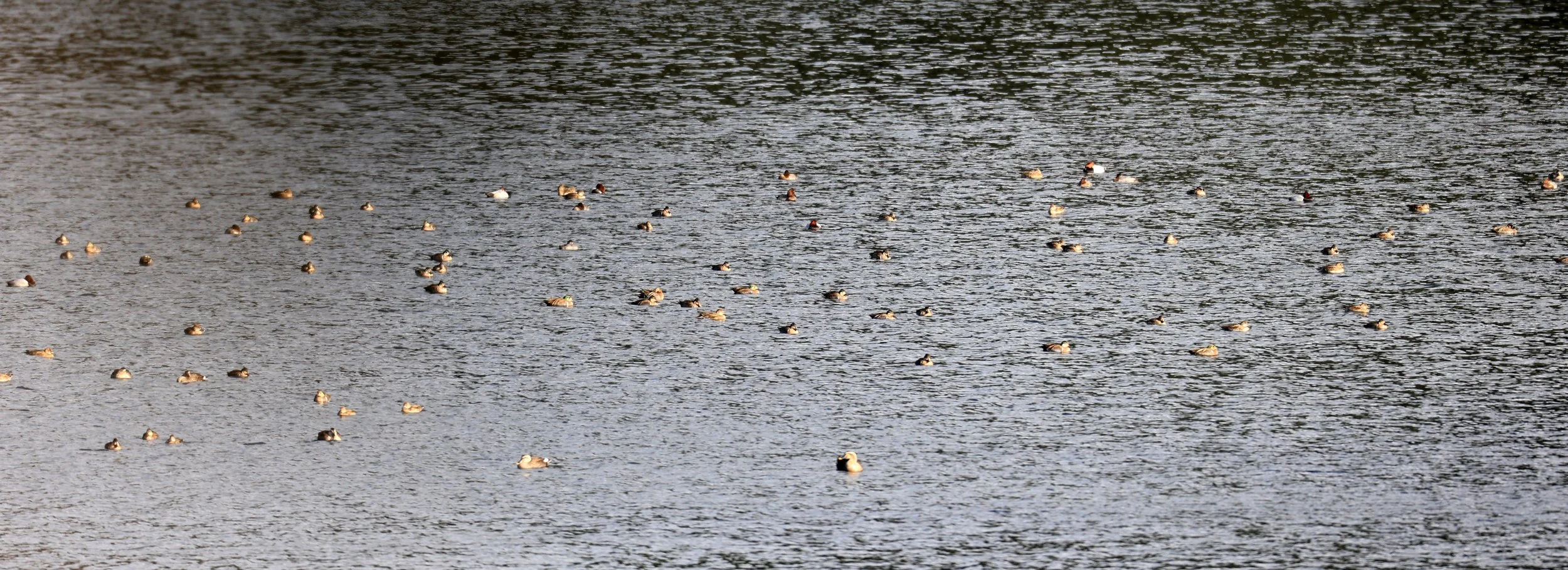 Baikal teal (Sibirionetta formosa) Takagawa Dam Lake, Kagoshima Japan (7).jpg