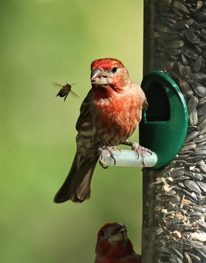 House Finch (Haemorhous mexicanus) Cave Creek Arizona (8).jpg