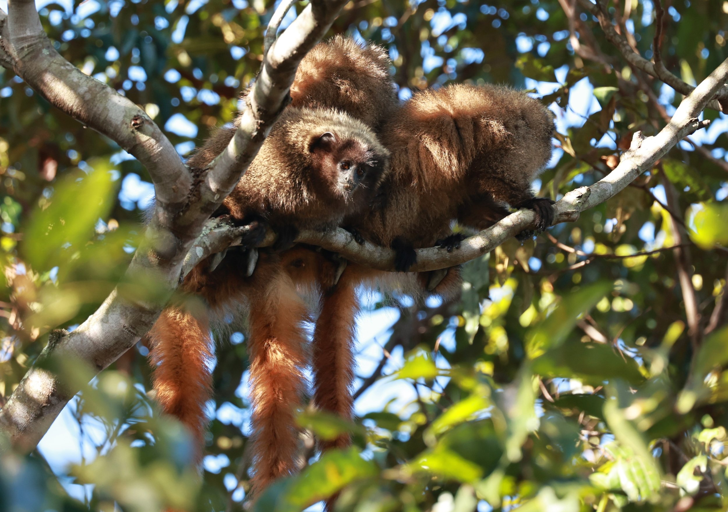 Black-fronted Titi Monkey (Callicebus nigrifrons) — Coke Smith Wildlife