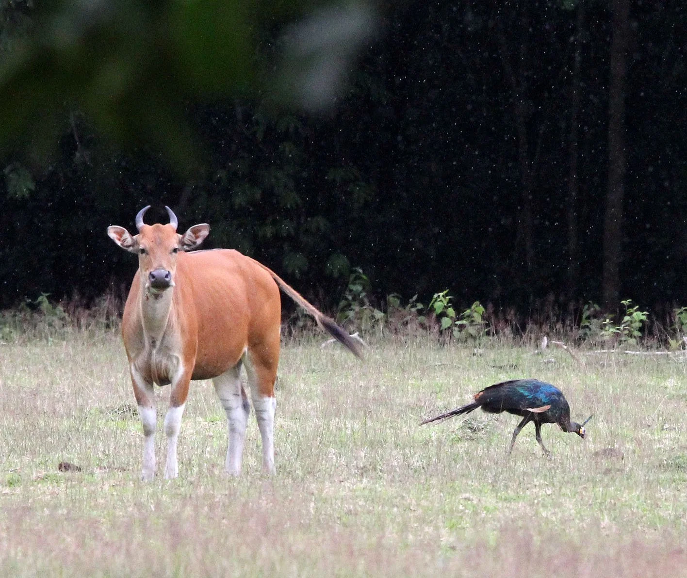 BANTENG - JAVA BANTENG - Bos javanicus javanicus - UJUNG KULON NATIONAL PARK JAVA BARAT INDONESIA (46).JPG