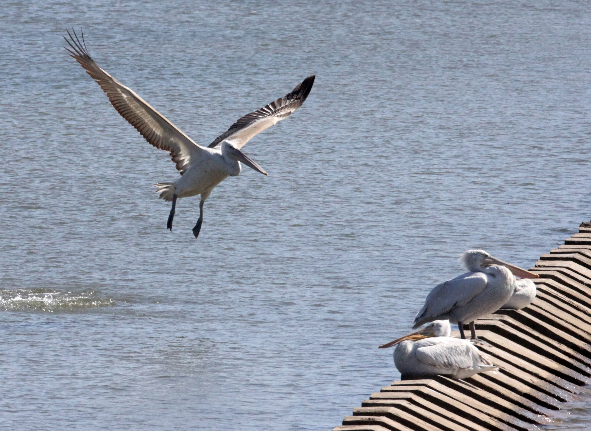 Pelecanus crispus - DALMATIAN PELICAN - SOMCHAT GUJARAT INDIA (2).JPG