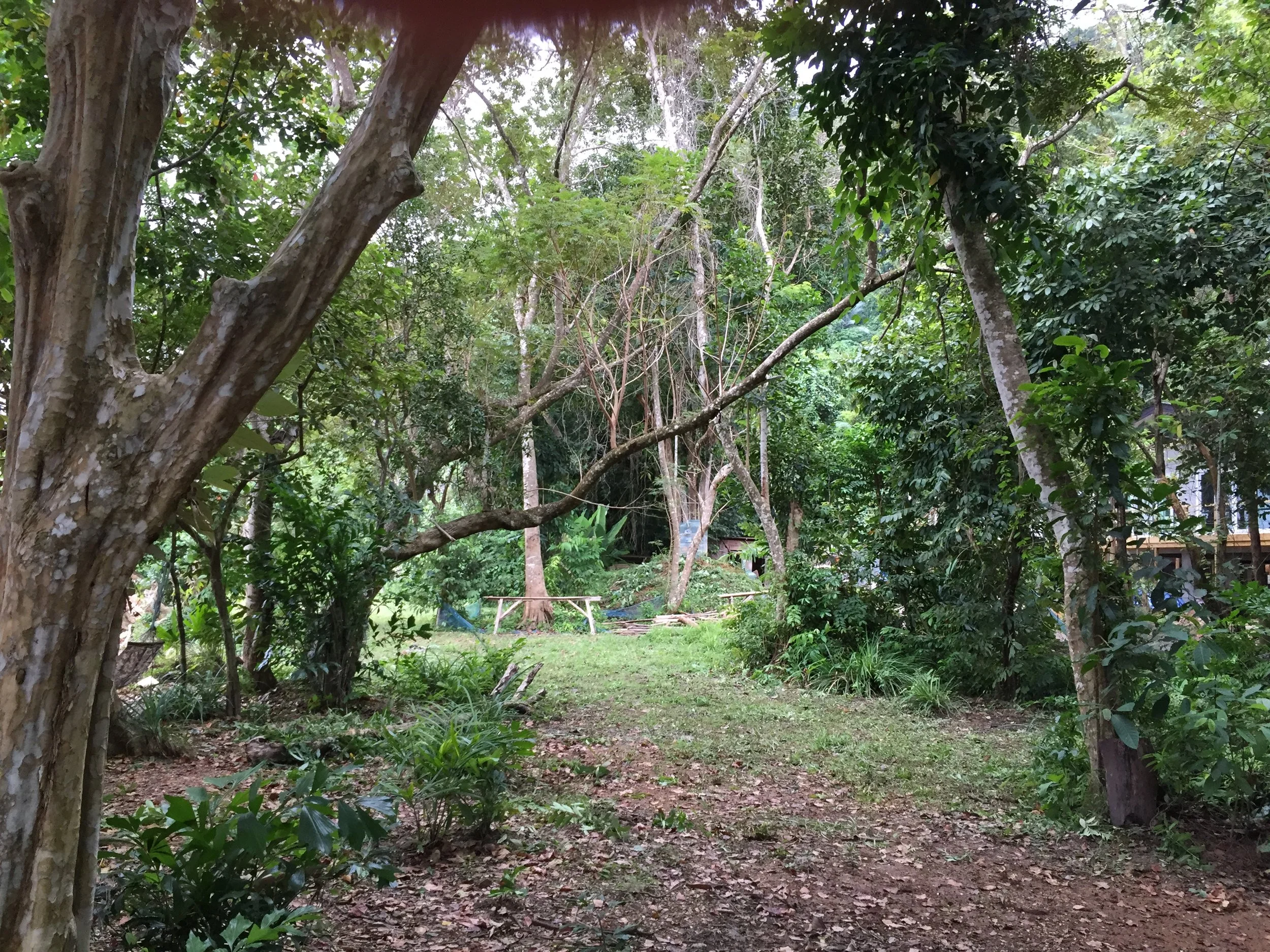 2015 Koh Lanta Garden & Nature (178).JPG