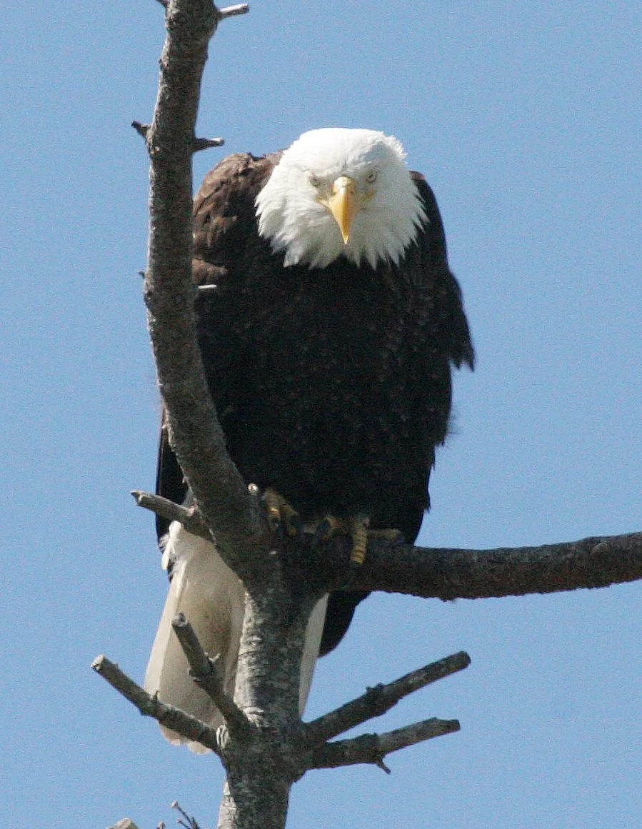 BIRD - EAGLE - BALD EAGLE - CLINE SPIT OVERLOOK SEQUIM WA (37).JPG