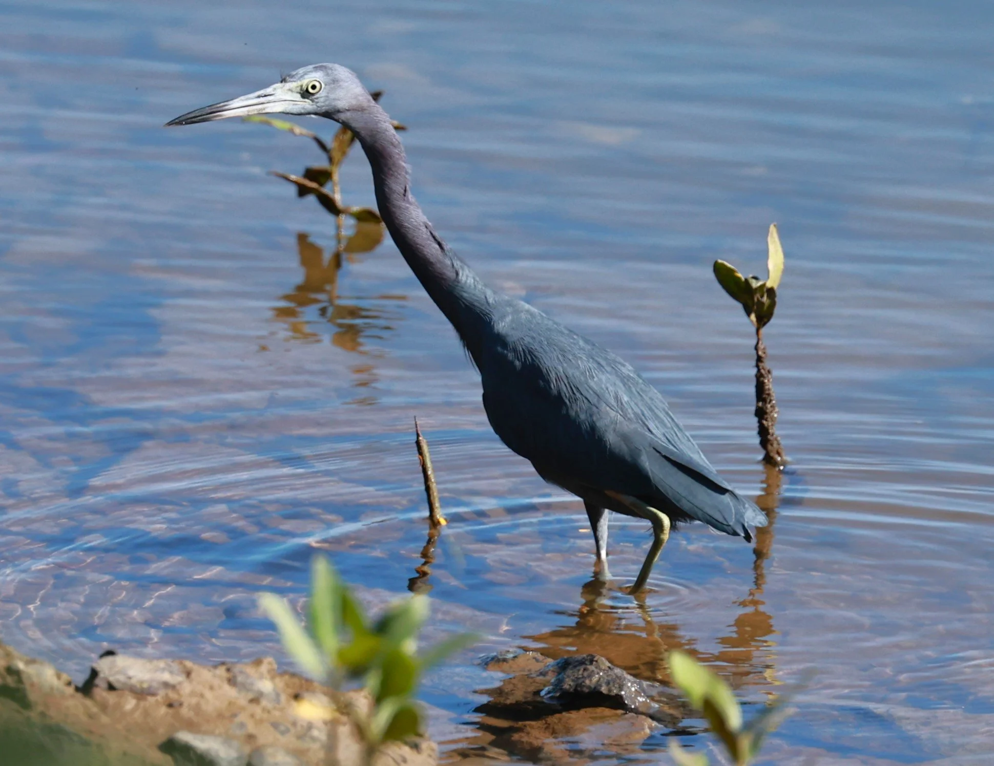 Heron - Little Blue Heron - Egretta caerulea - Illeus, Bahia Brazil, Una Township Area (2).JPG