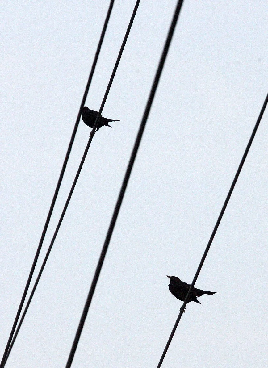 Eurasian Blackbird (Turdus merula) Nonkou Rudong China.JPG