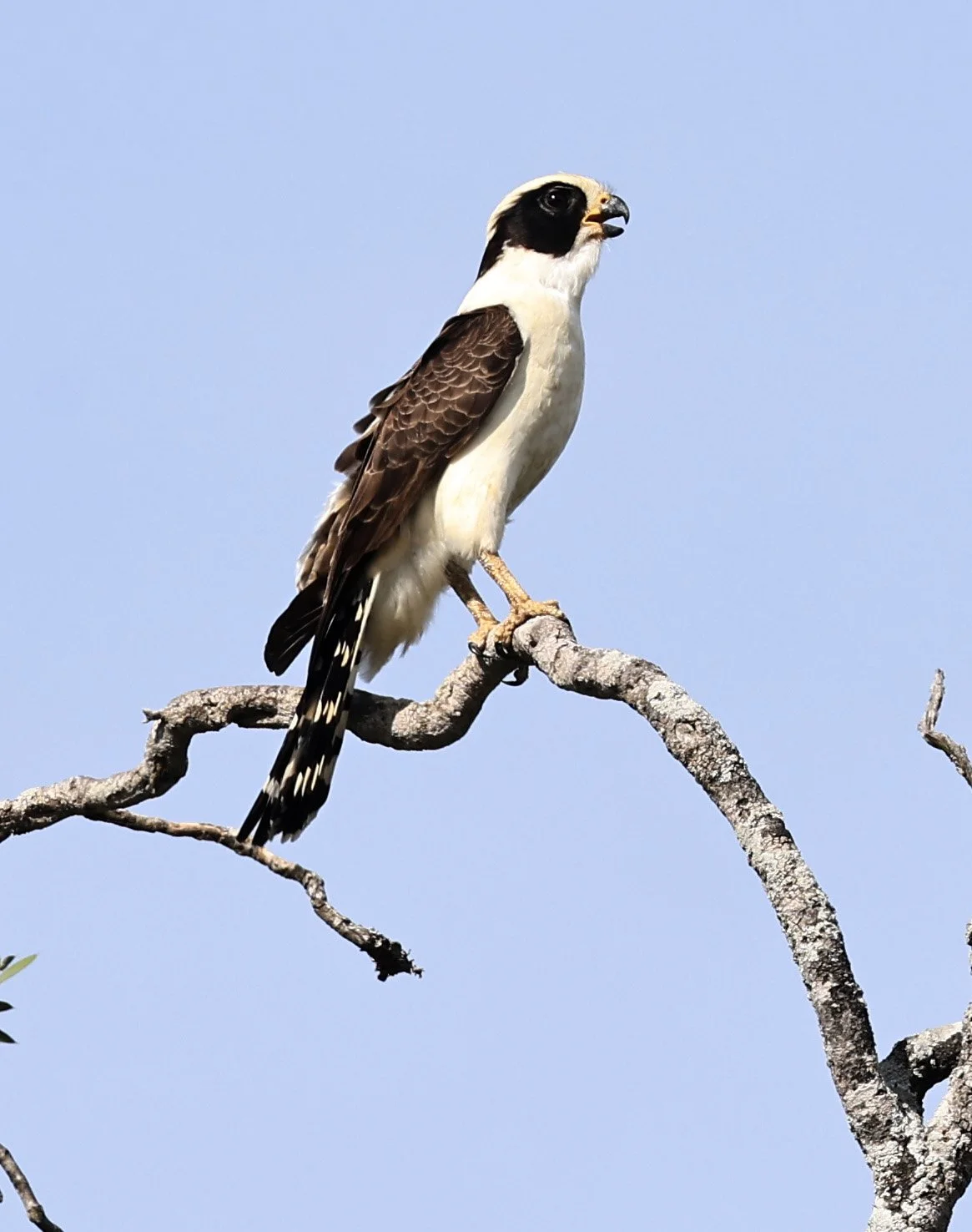 Laughing Falcon (Herpetotheres cachinnans) Reserva Natural Canada el Carmen, Paraguay (18).jpg