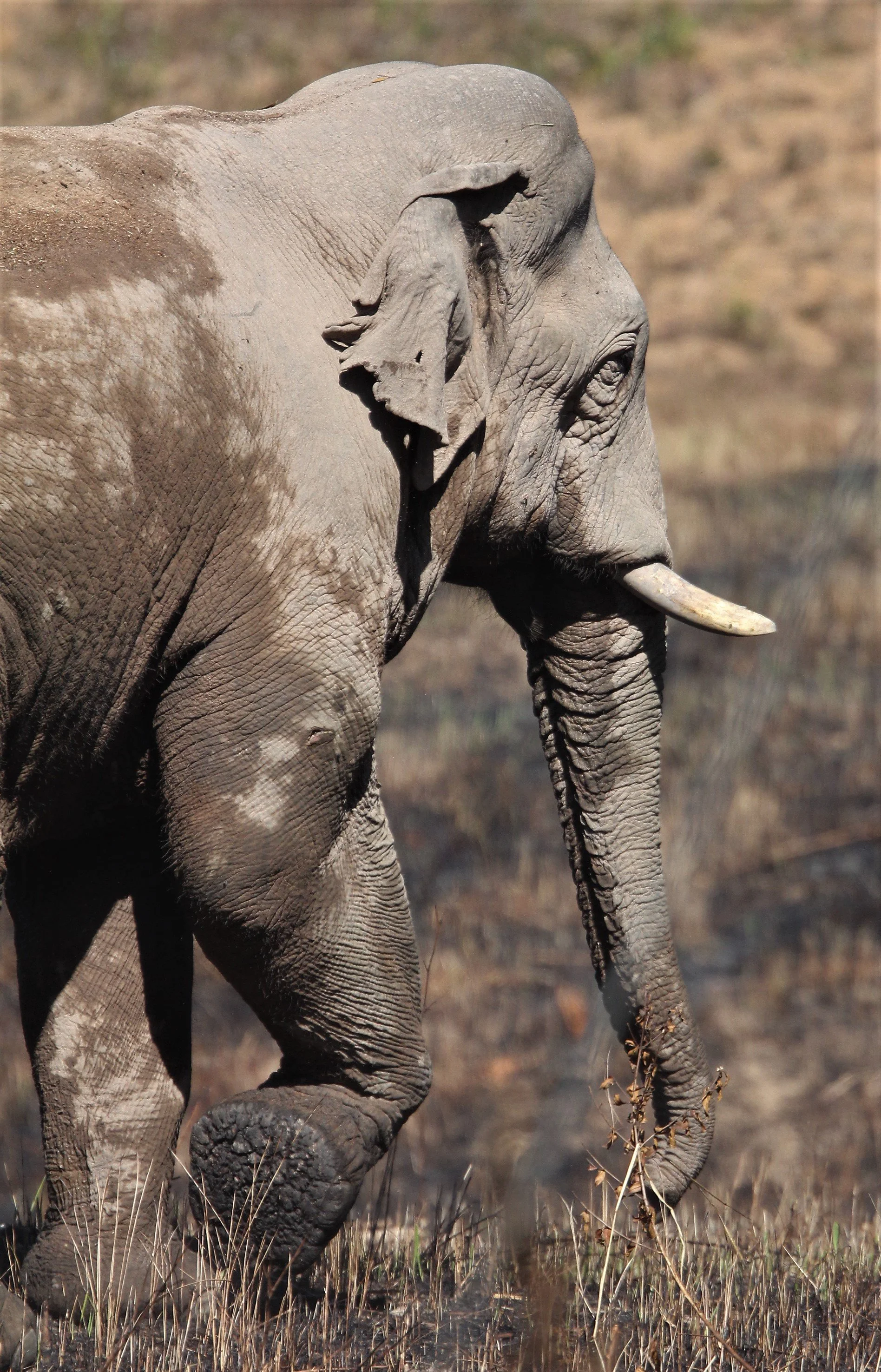 ELEPHANT - ASIAN ELEPHANT - KHAO YAI NP K.jpg