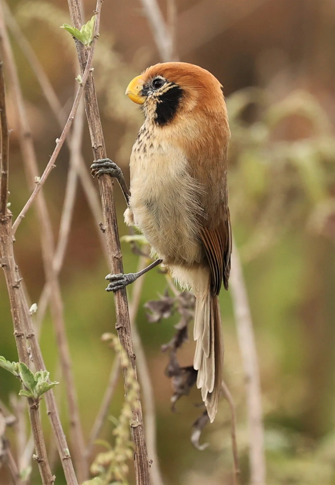 PARROTBILL - SPOT-BREASTED PARROTBILL - Paradoxornis guttaticollis - DOI LANG WEST, DOI PHA HOM POK NP, CHIANG MAI DEC 2021 (81).jpg