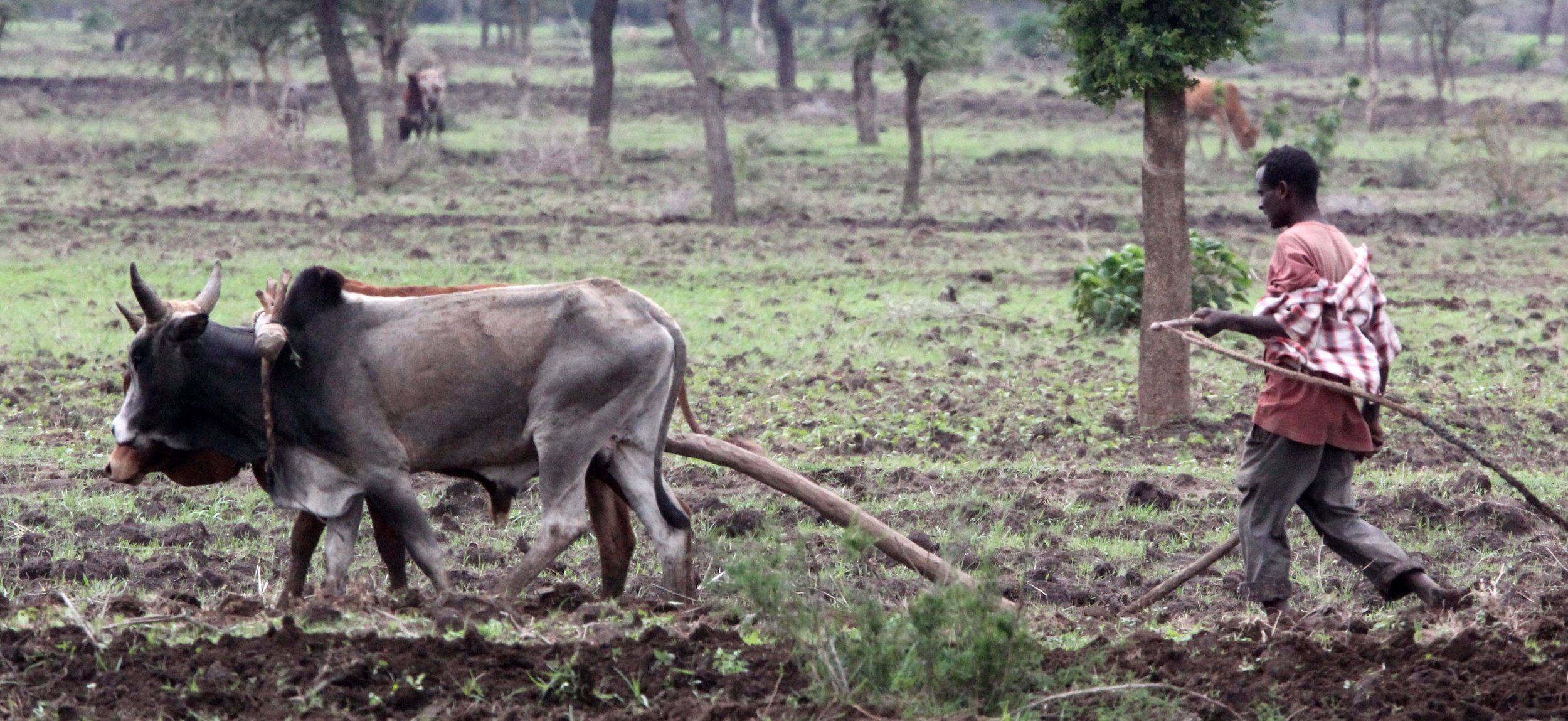 SHASHAMENE ETHIOPIA (7).JPG