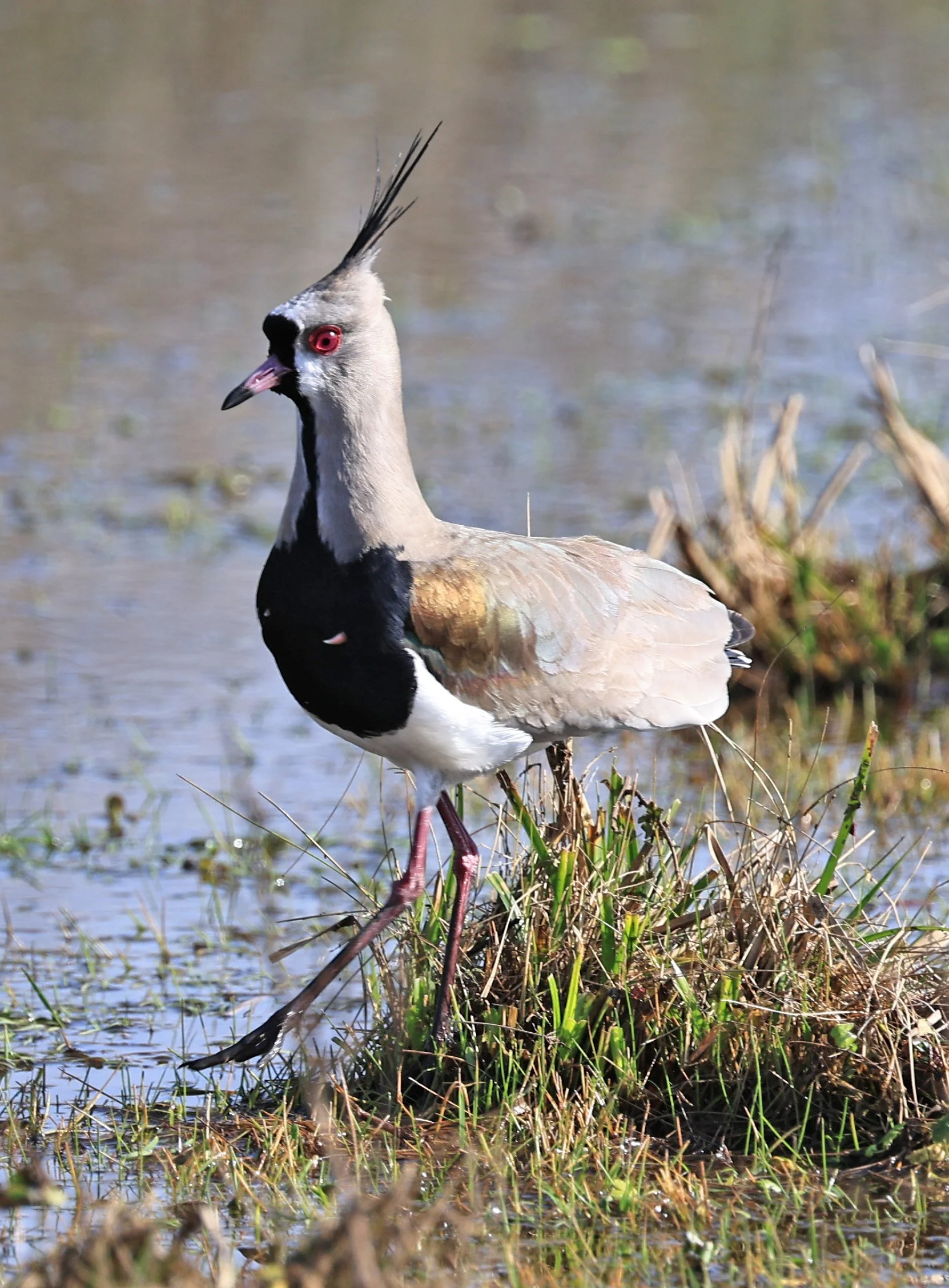Southern Lapwing (Vanellus chilensis) El Palmar National Park, Entre Rios, Argentina (235).jpg