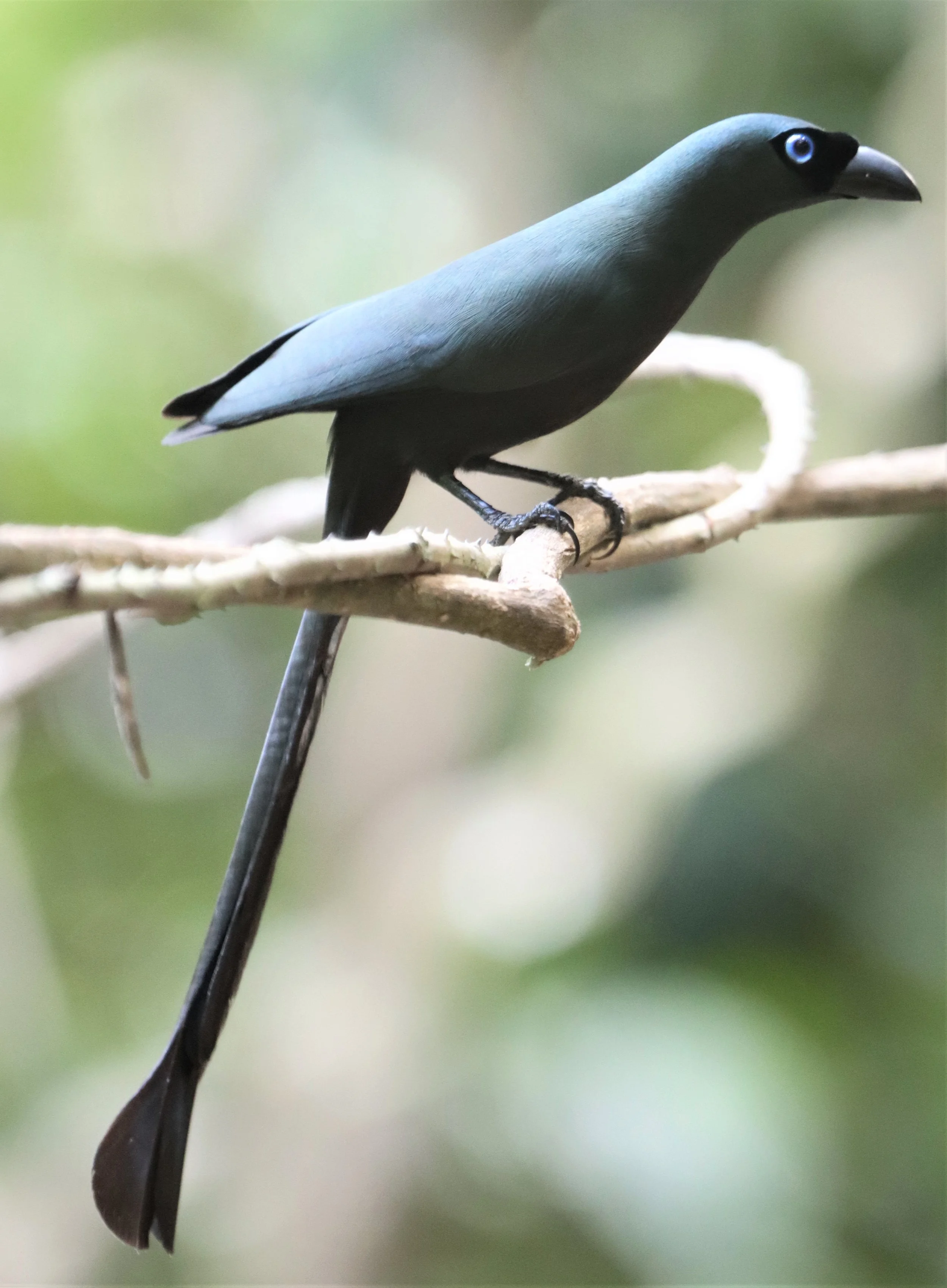 TREEPIE - RACKET-TAILED TREEPIE -Crypsirina temia - NEUNG HIDE KAENG KRACHAN (18).jpg
