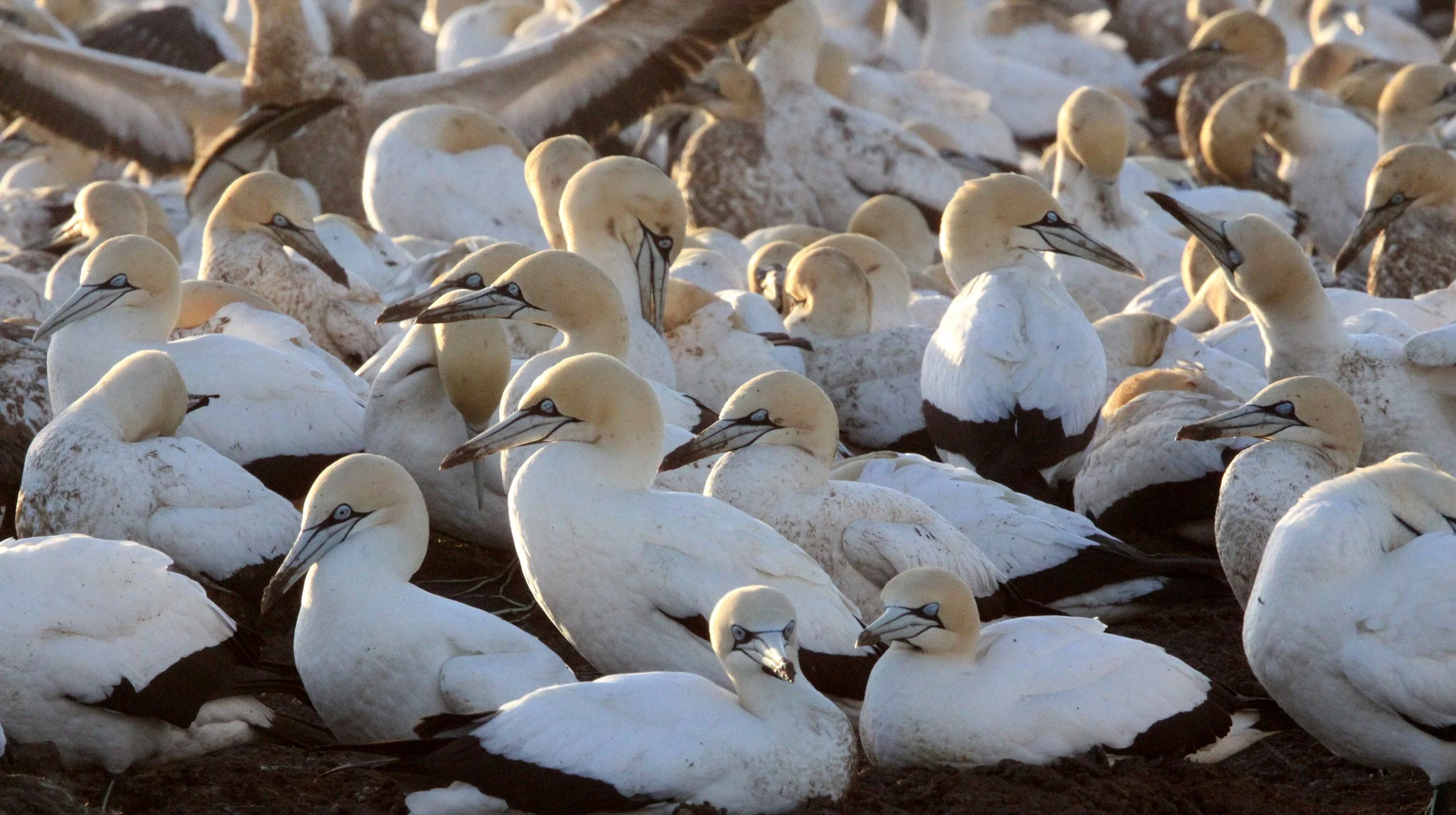 Cape gannet (Morus capensis) Lambert's Bay South Africa (114).JPG