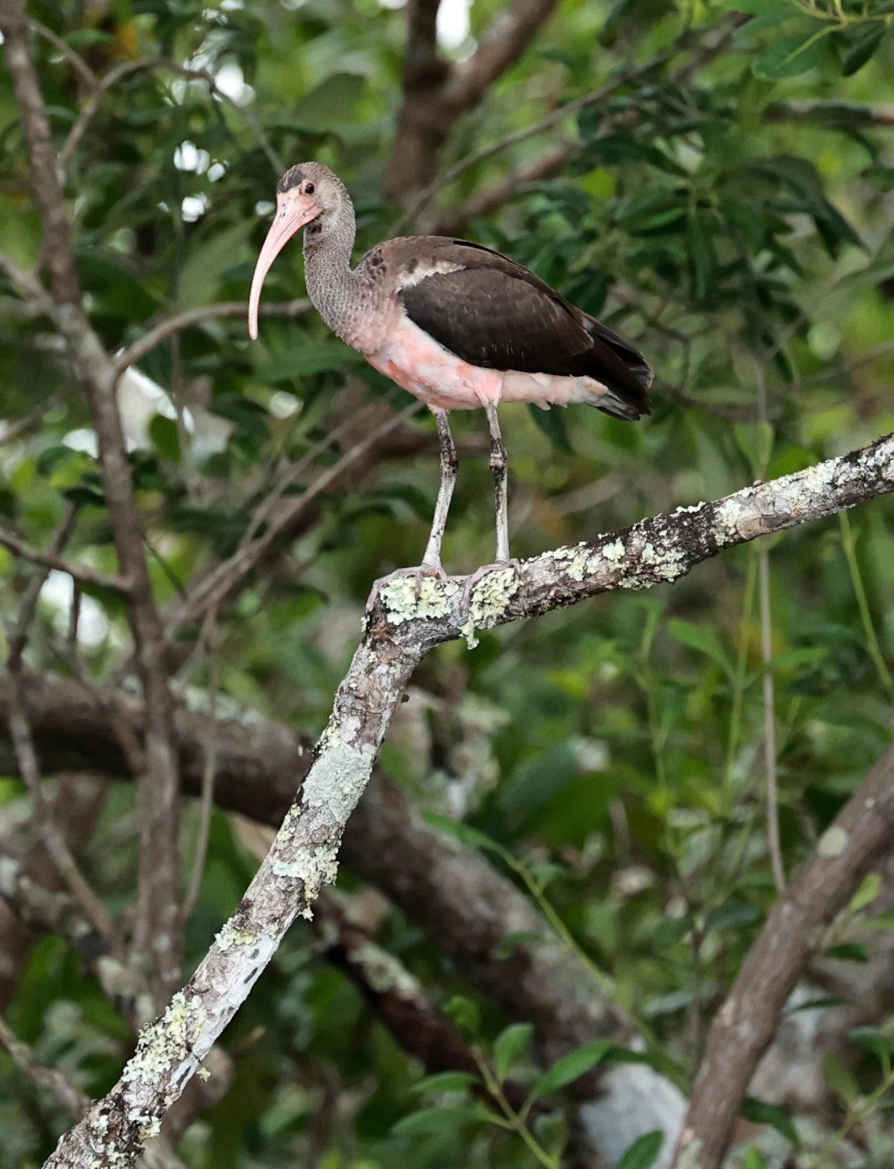 Scarlet Ibis (Eudocimus ruber) Superagüi National Park, Brazil (34).jpg