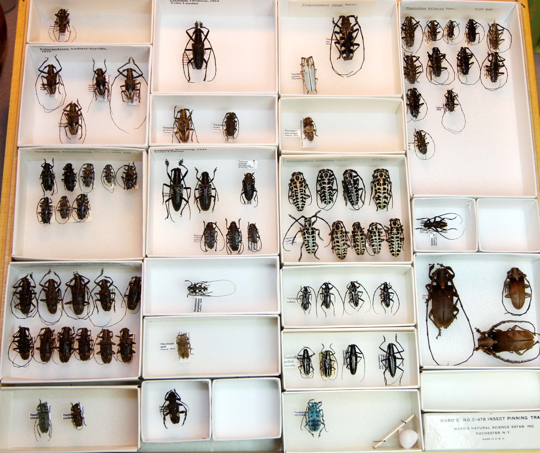 23 Lamiinae - Lamiini.JPG