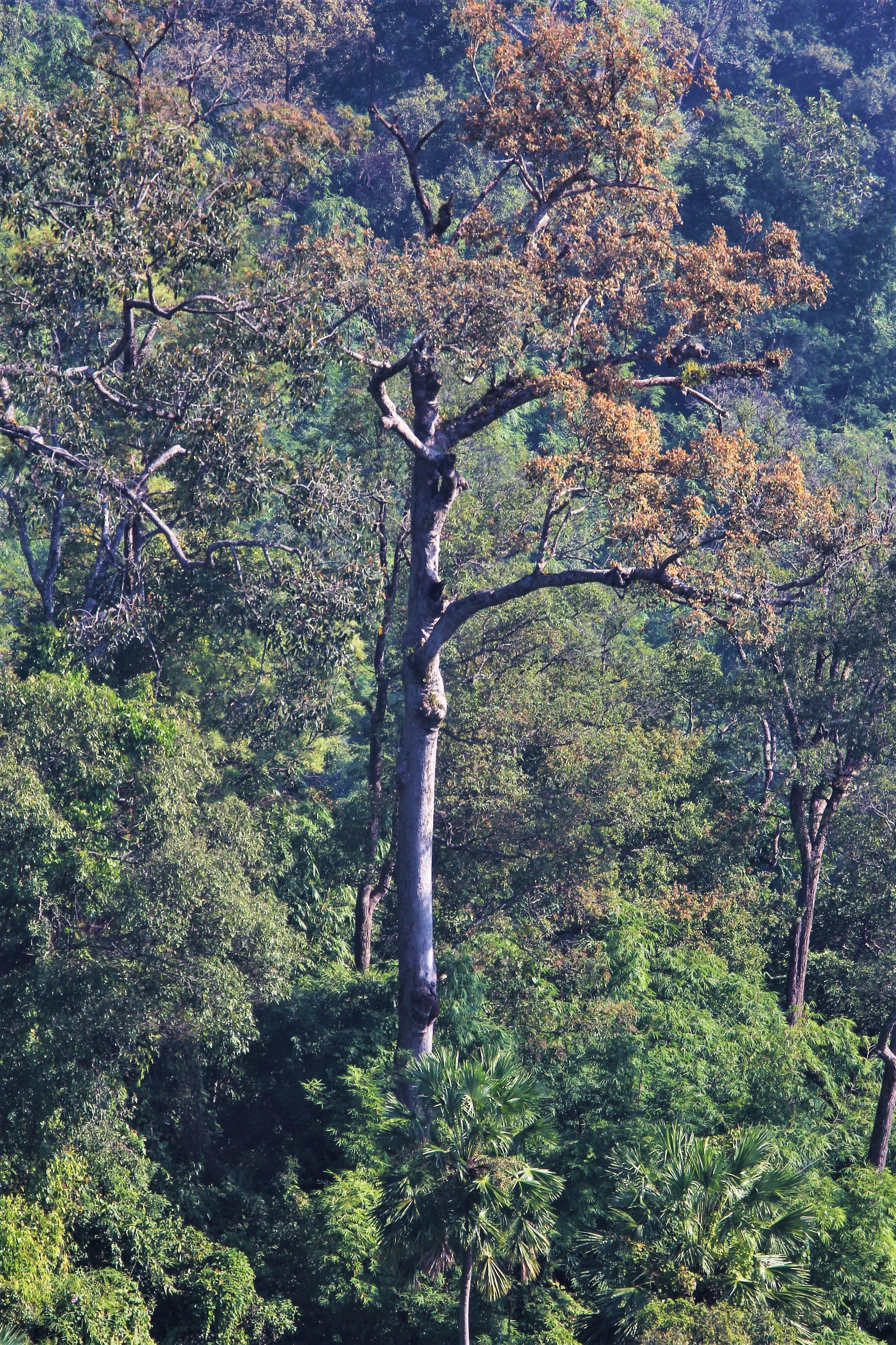 Deciduous emergent in Mae Wong National Park's Mixed Deciduous Forest.