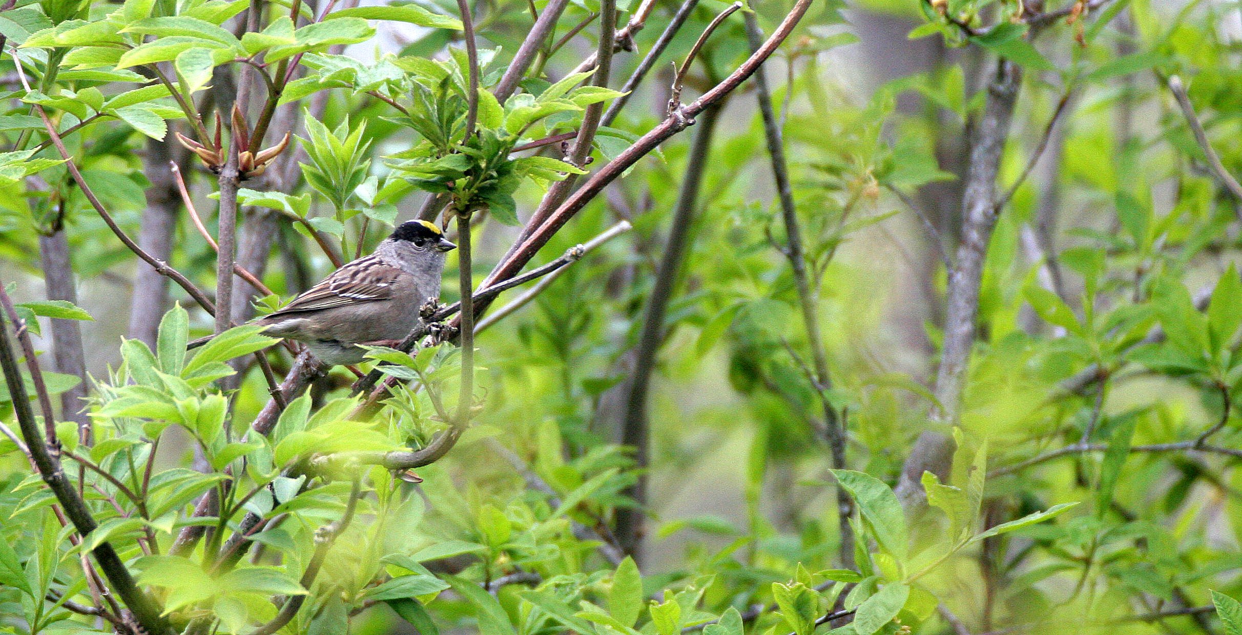Gold-crowned Sparrow ((Zonotrichia atricapilla) Lake Farm Trails Washington (1).JPG