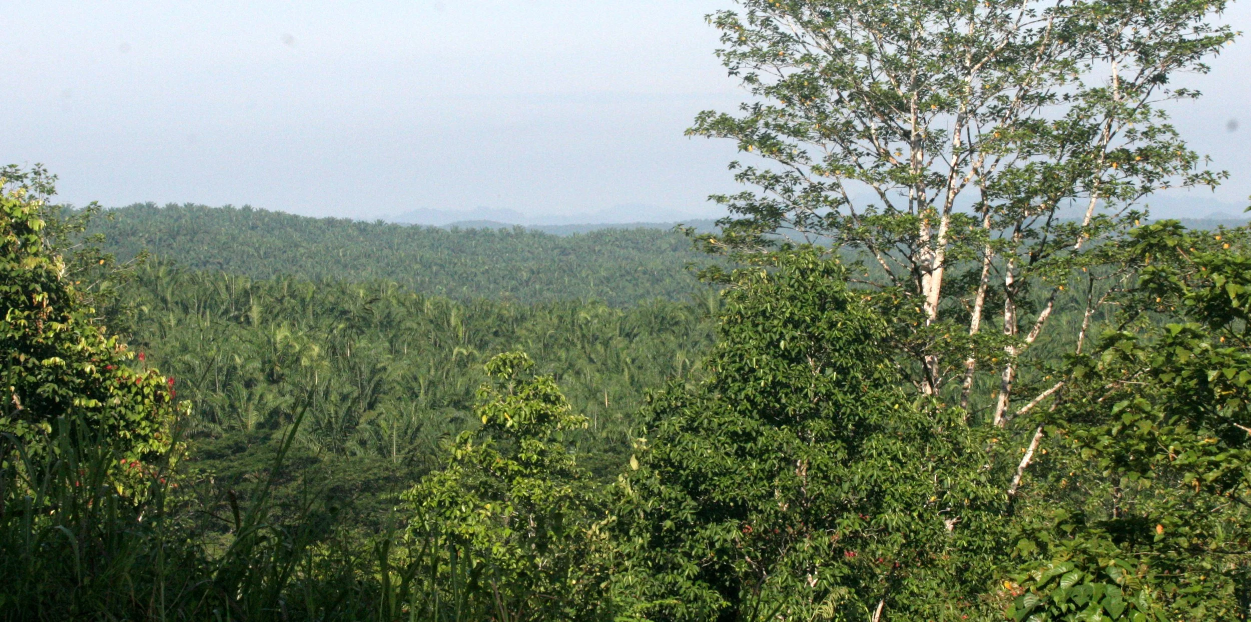 TABIN WILDLIFE RESERVE BORNEO - PALM PLANTATION.JPG