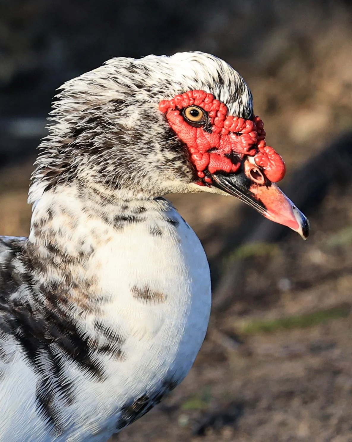 Muscovy Duck (Cairina moschata) Hotel Iparoma Campestre Paraguay (9).jpg