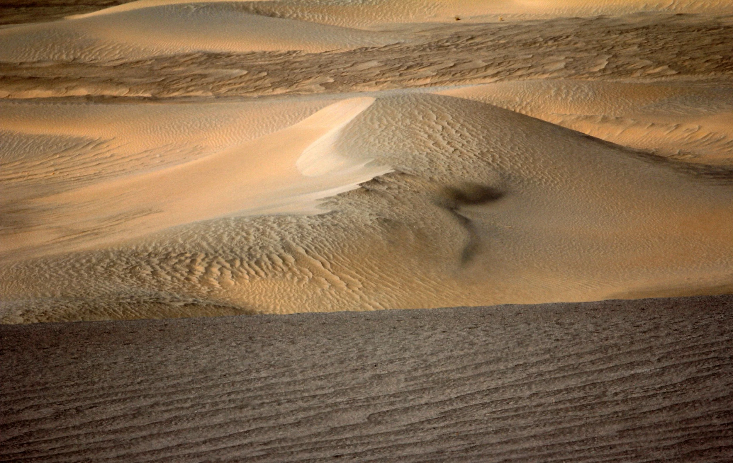 LOP NUR WILD BACTRIAN CAMEL RESERVE - XINJIANG CHINA (134).JPG