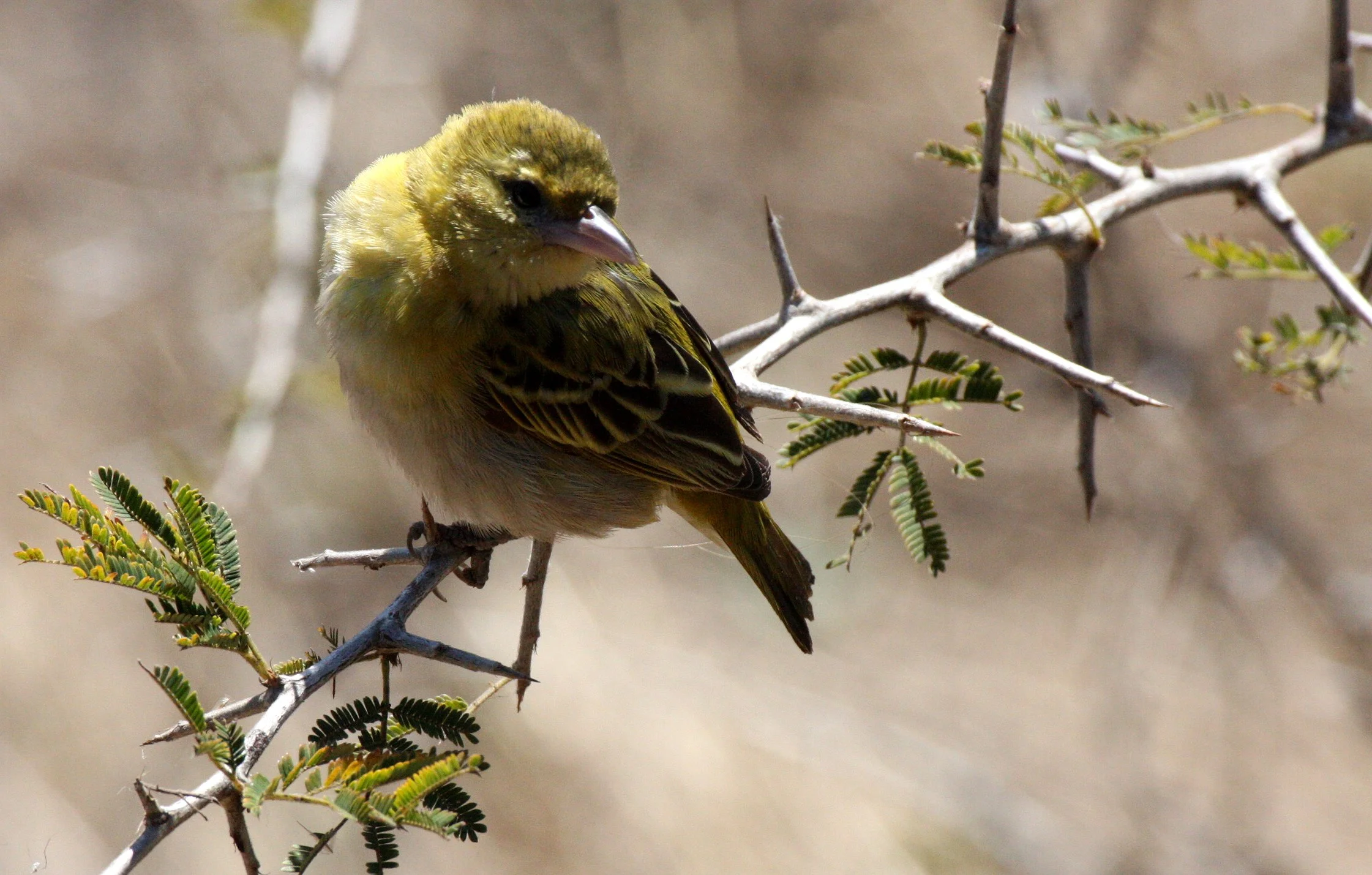 Lesser Masked Weaver (Ploceus intermedius) Saint Lucia Wetlands Reserve