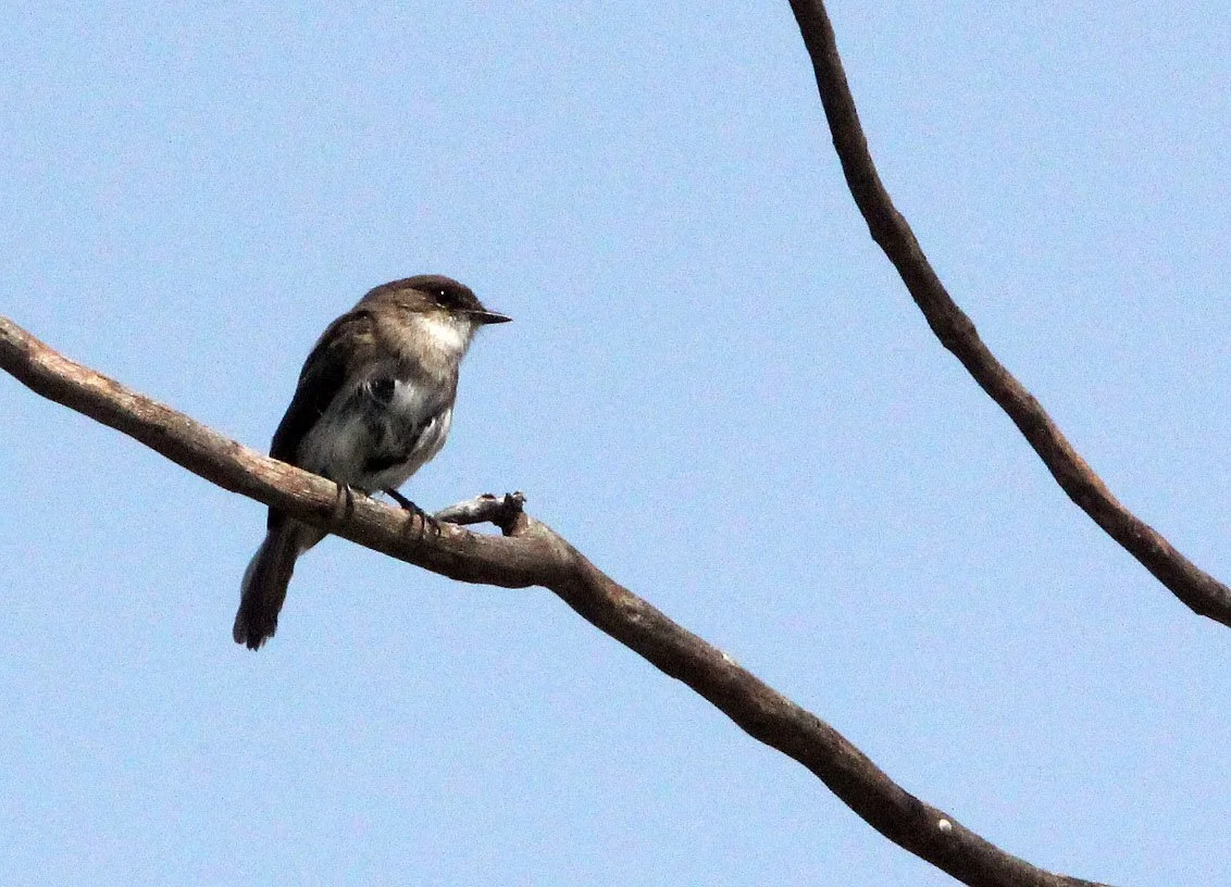 BIRD - FLYCATCHER - SWAMP FLYCATCHER - QUEEN ELIZABETH NATIONAL PARK UGANDA (3).JPG