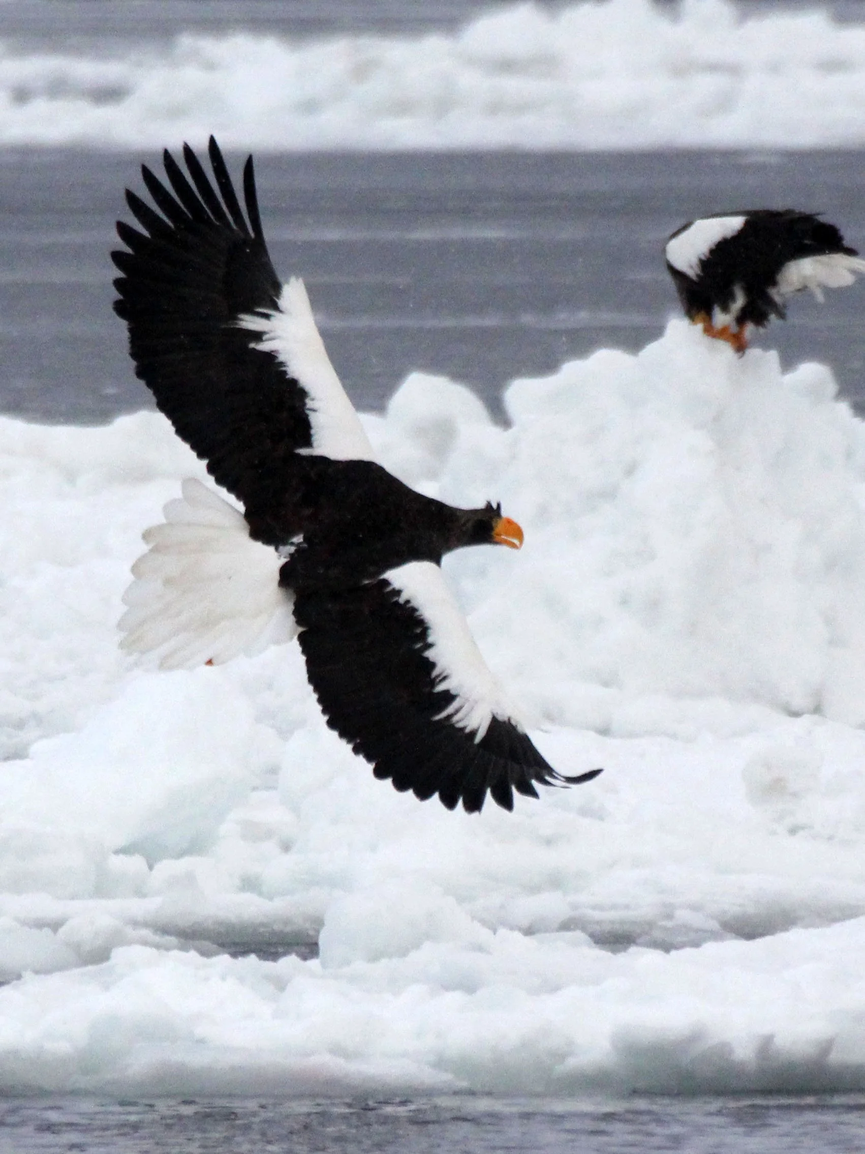 BIRD - EAGLE - STELLER'S SEA EAGLE - RAUSU, SHIRETOKO PENINSULA & NATIONAL PARK - HOKKAIDO JAPAN (107).JPG