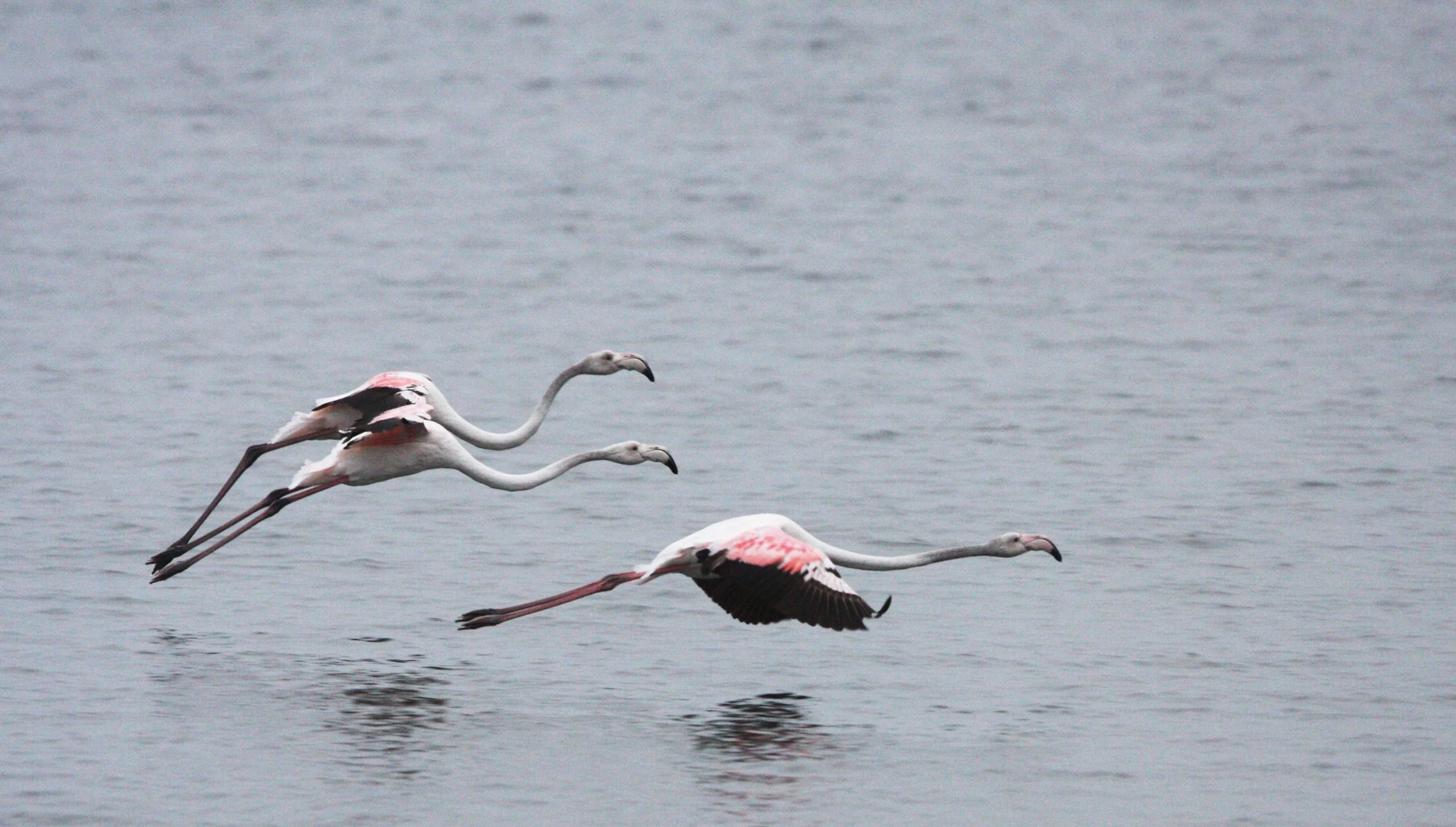 Phoenicopterus roseus - Greater Flamingo - Walvis Bay Namibia (45).JPG
