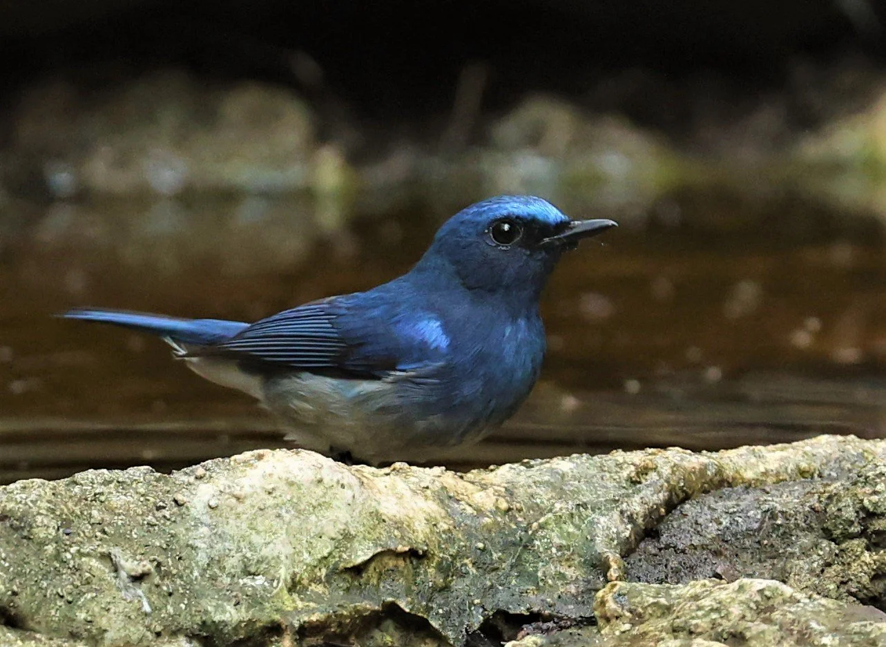 FLYCATCHER - HAINAN BLUE FLYCATCHER - Cyornis hainanus - LUNG SIN HIDE NEAR KAENG KRACHAN FEB 2022 (14).jpg